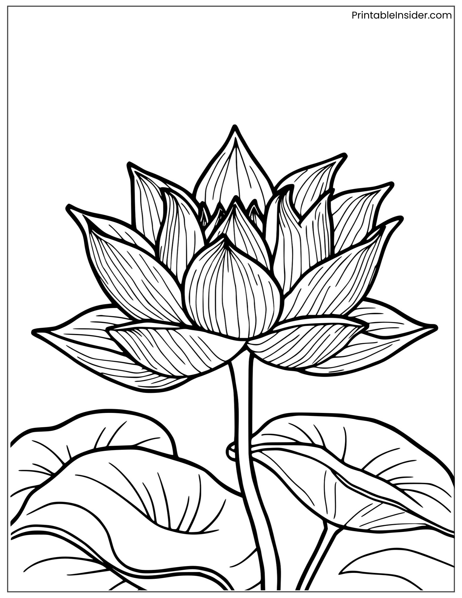 aesthetic lotus with decorative leaves