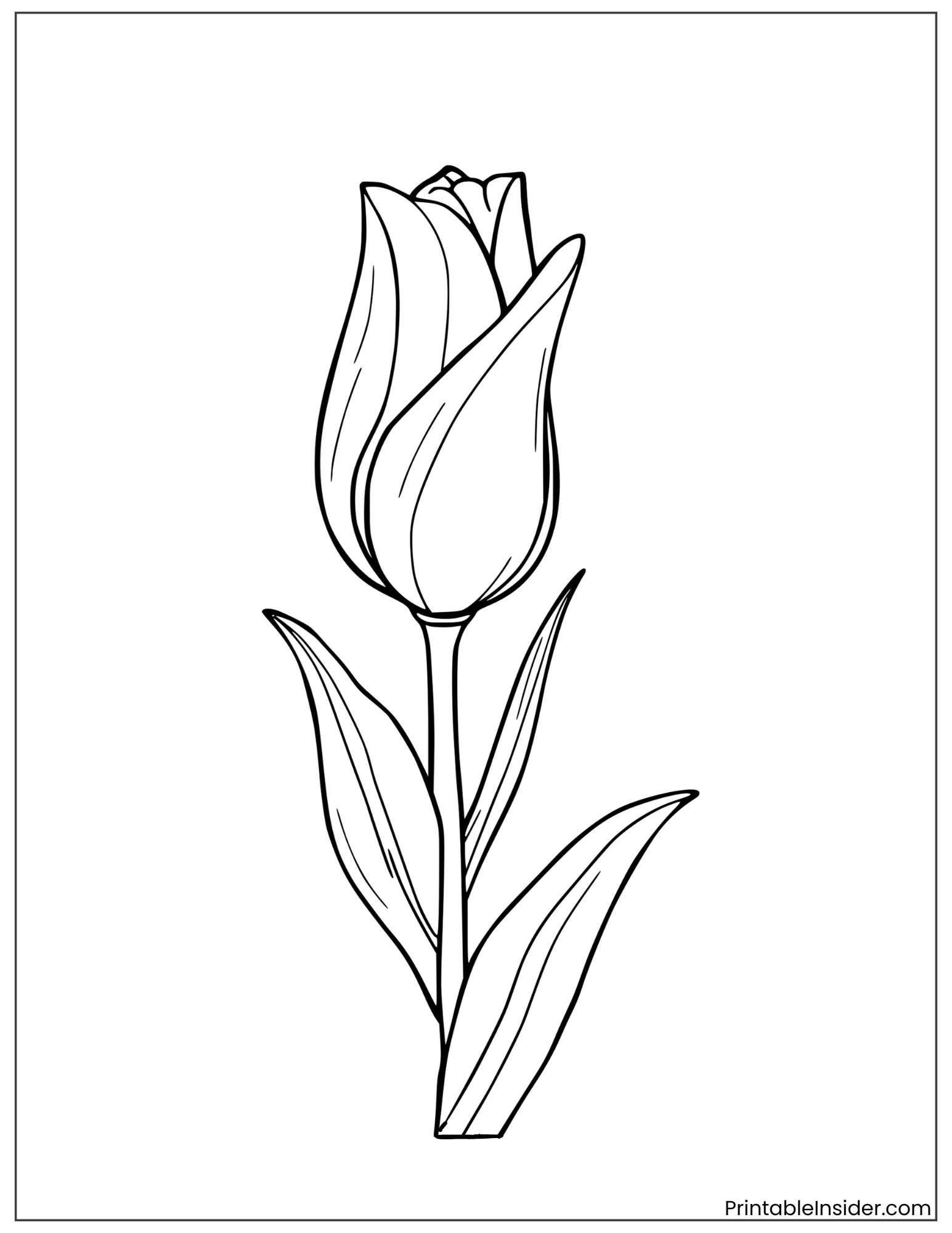 aesthetic tulip