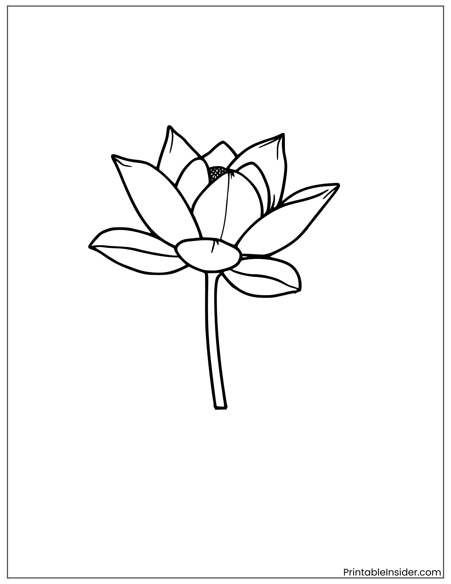 american lotus