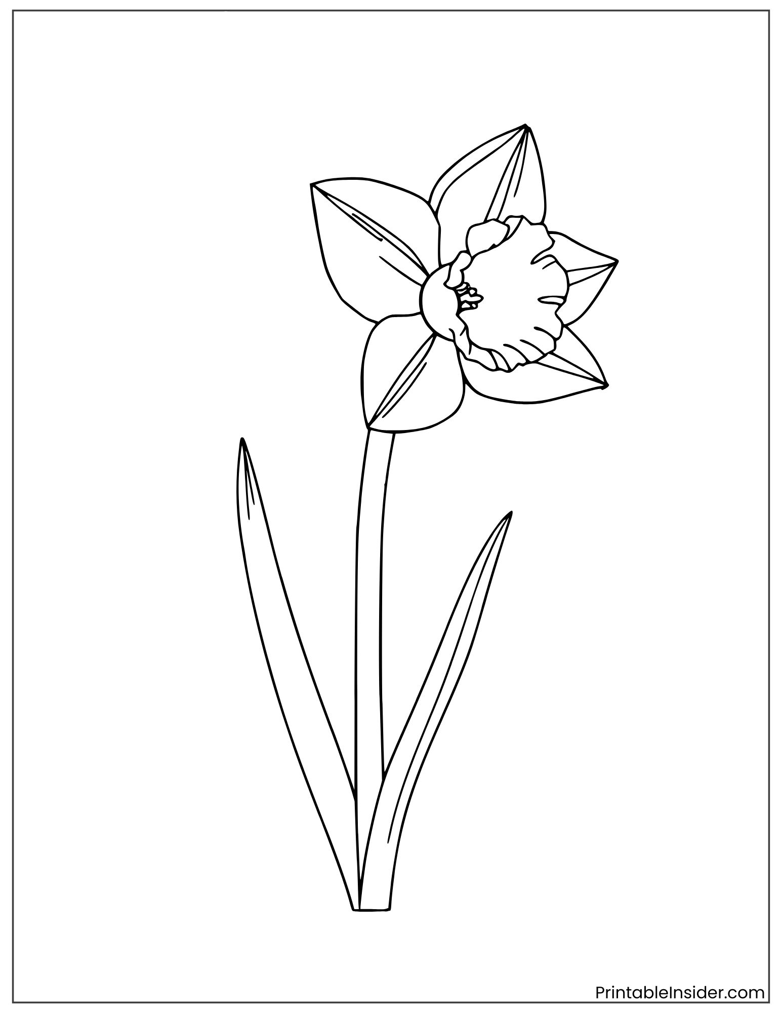 basic daffodil outline