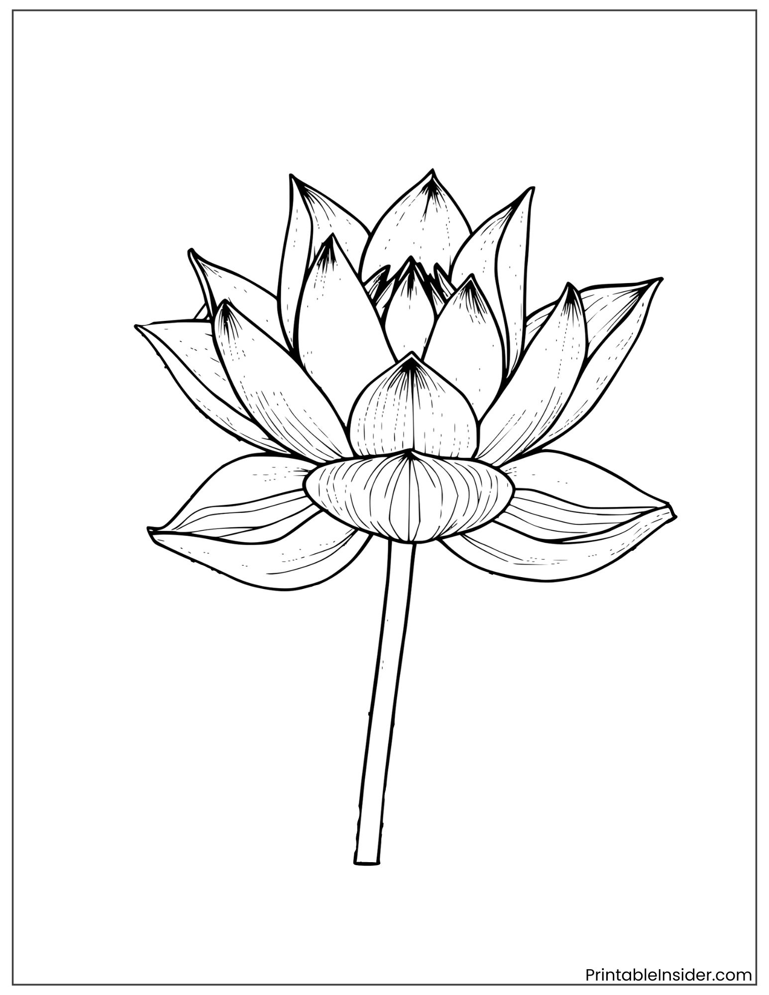 beautiful black and white lotus art