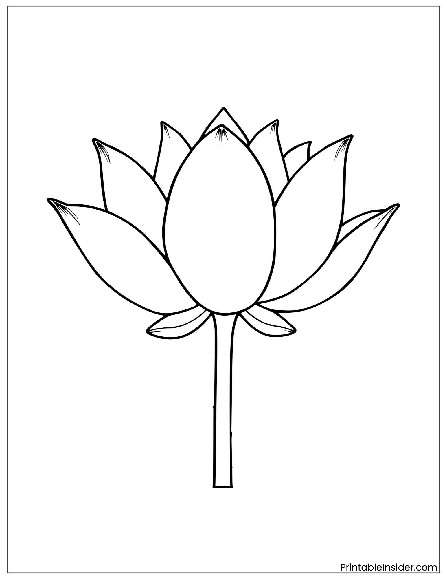 beautiful lotus flower