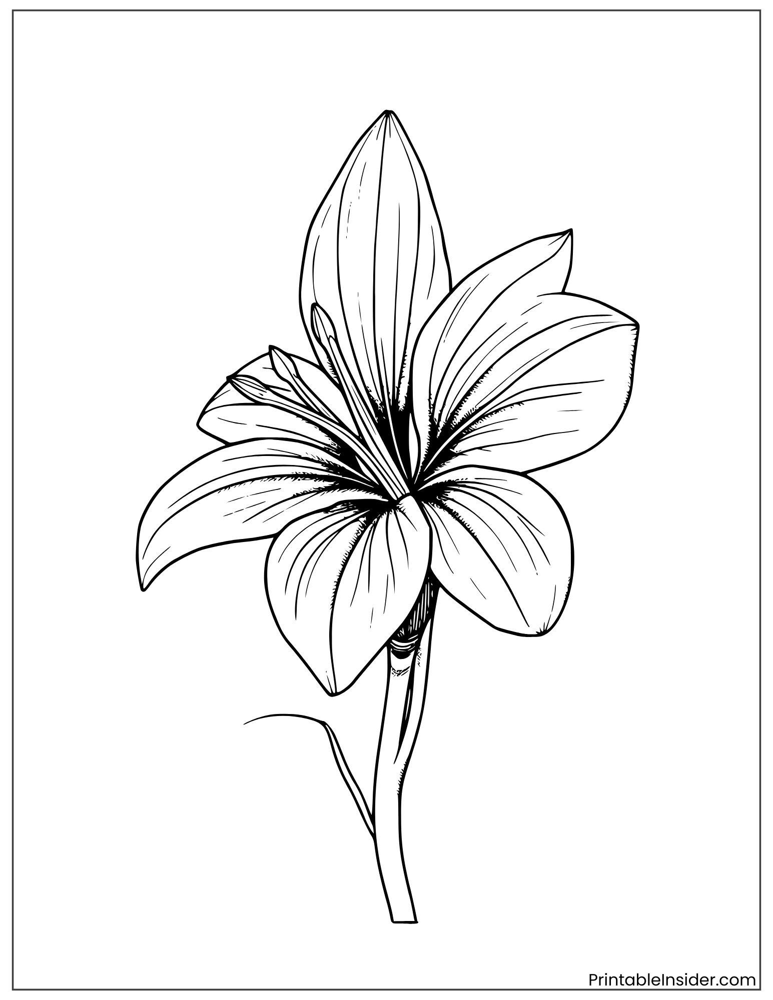 beautiful tropical flower illustration