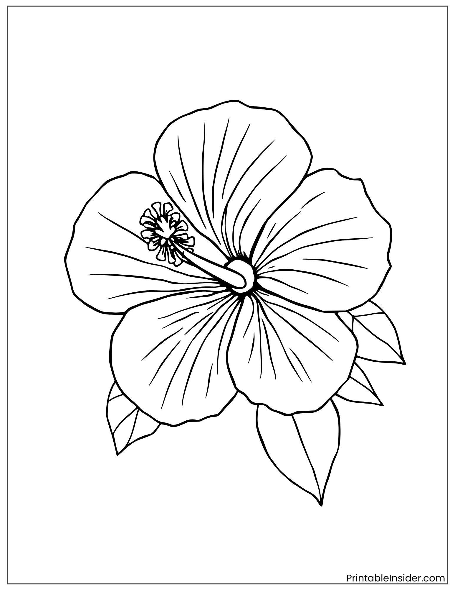 black and white hibiscus outline