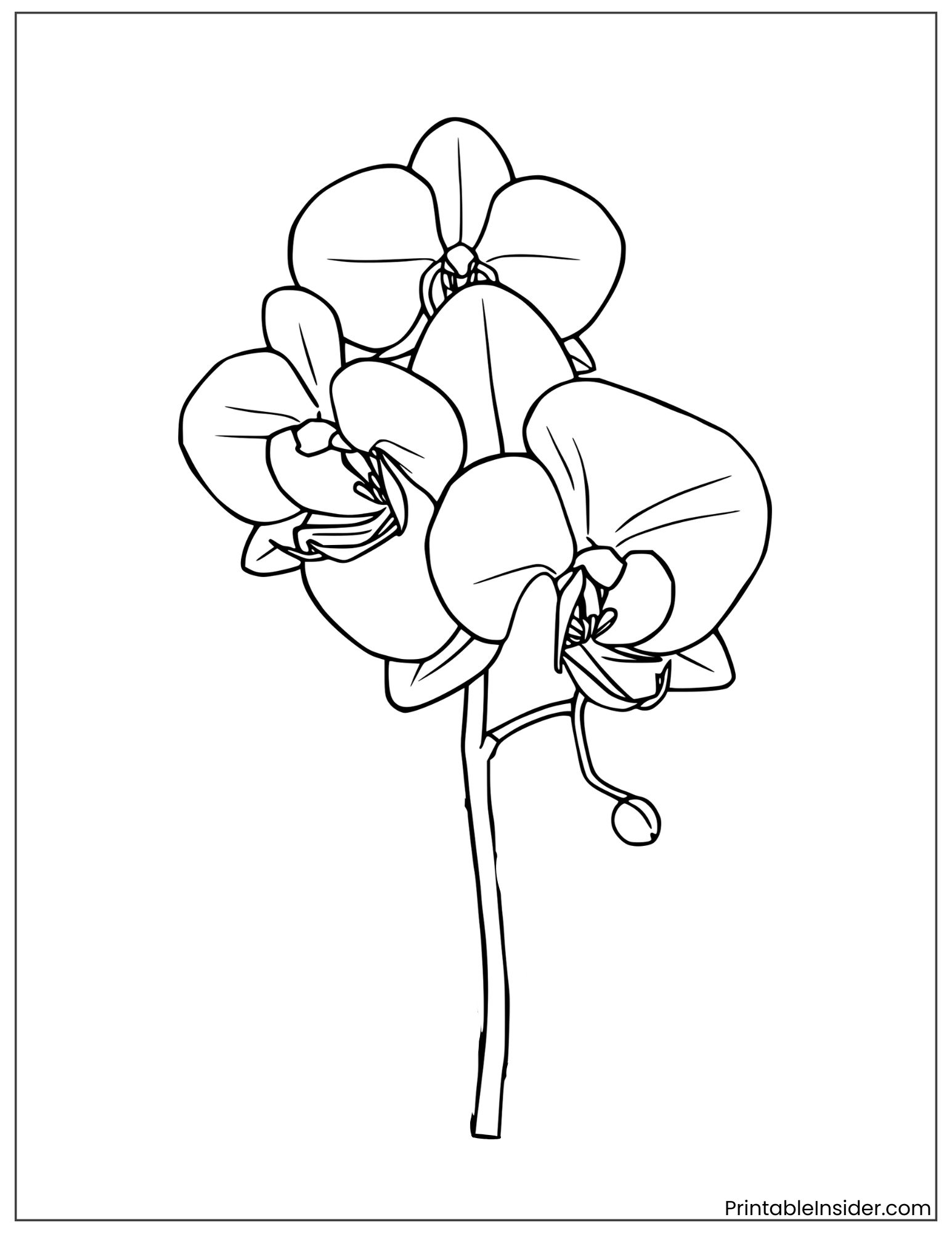 black and white orchid outline