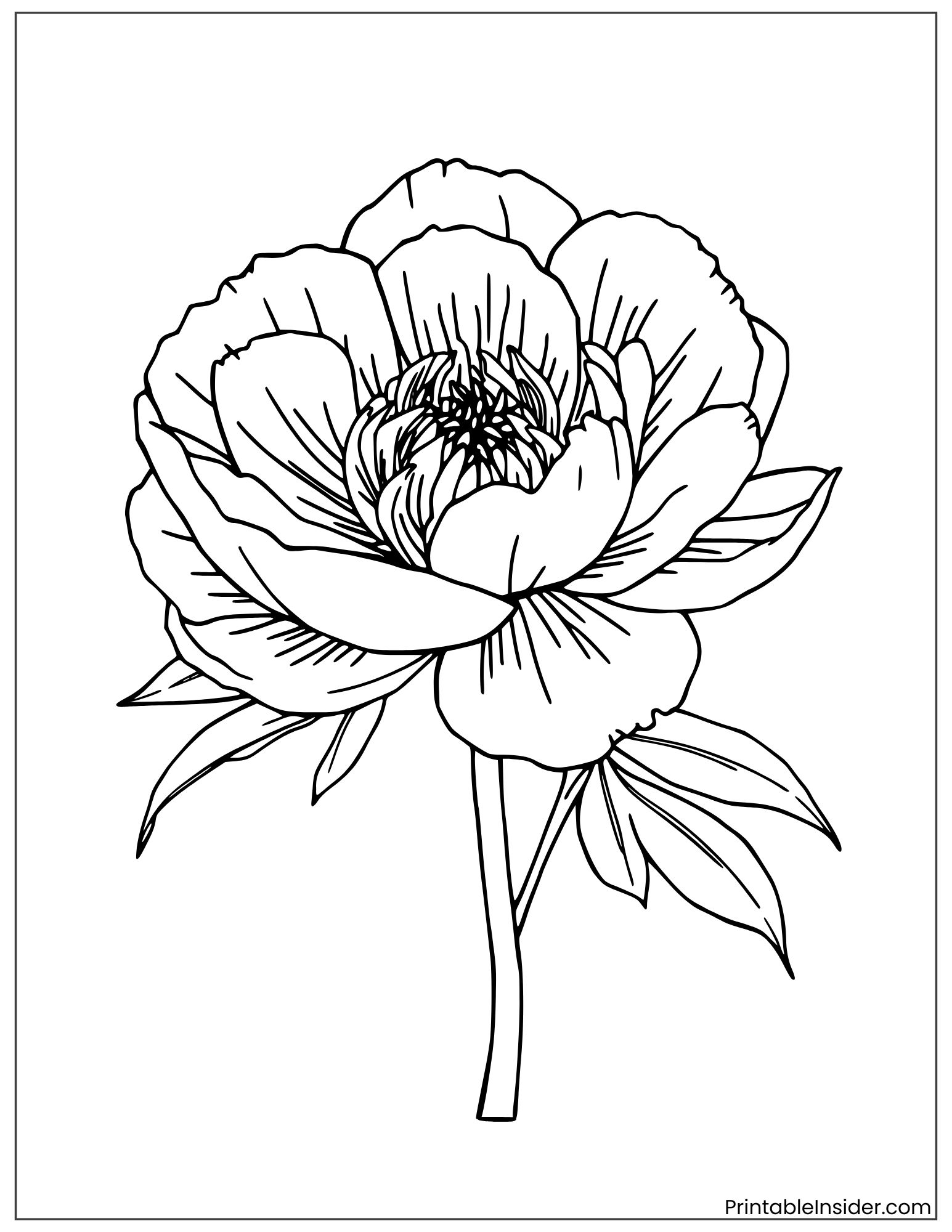 black and white peony flower outline