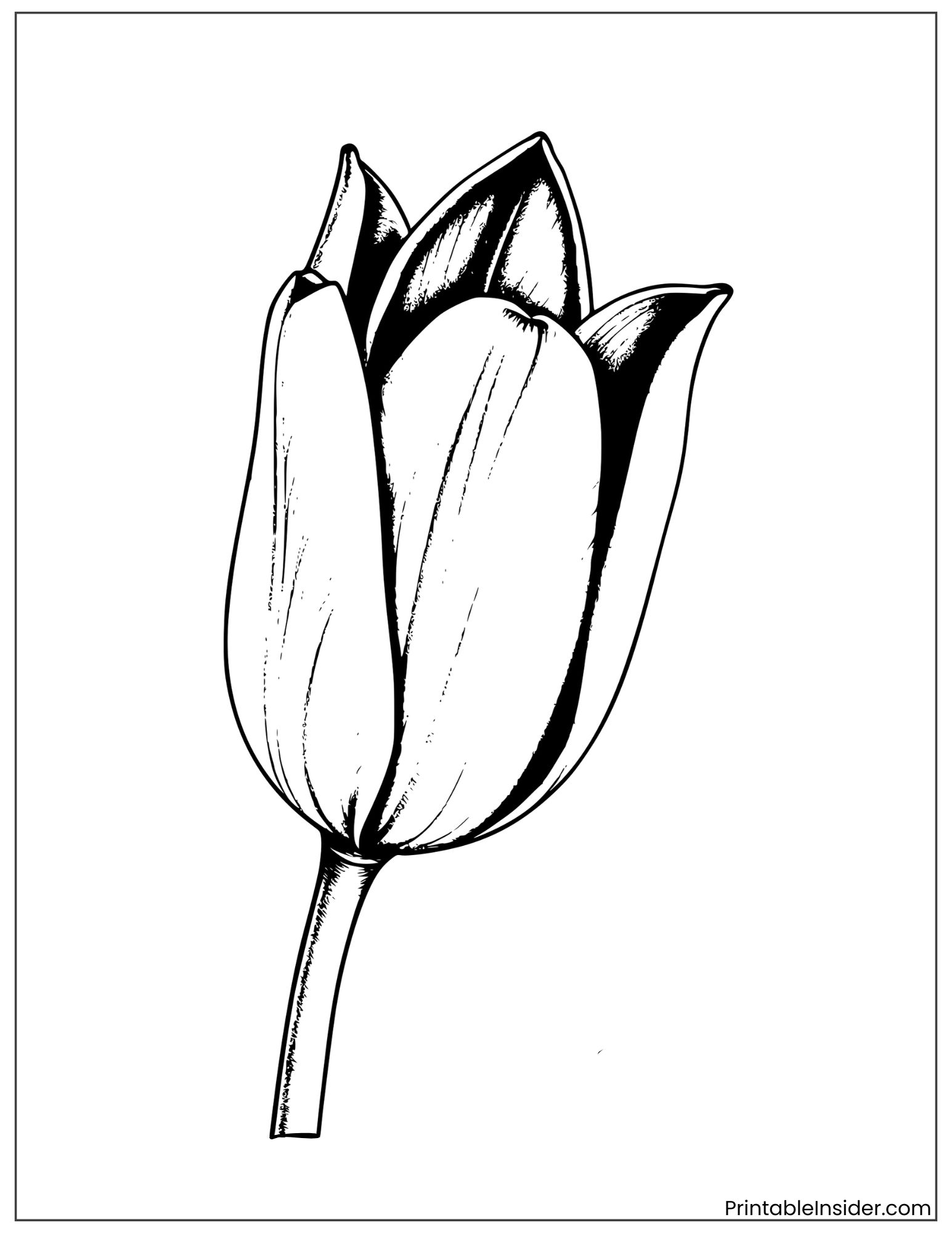 black and white tulip art