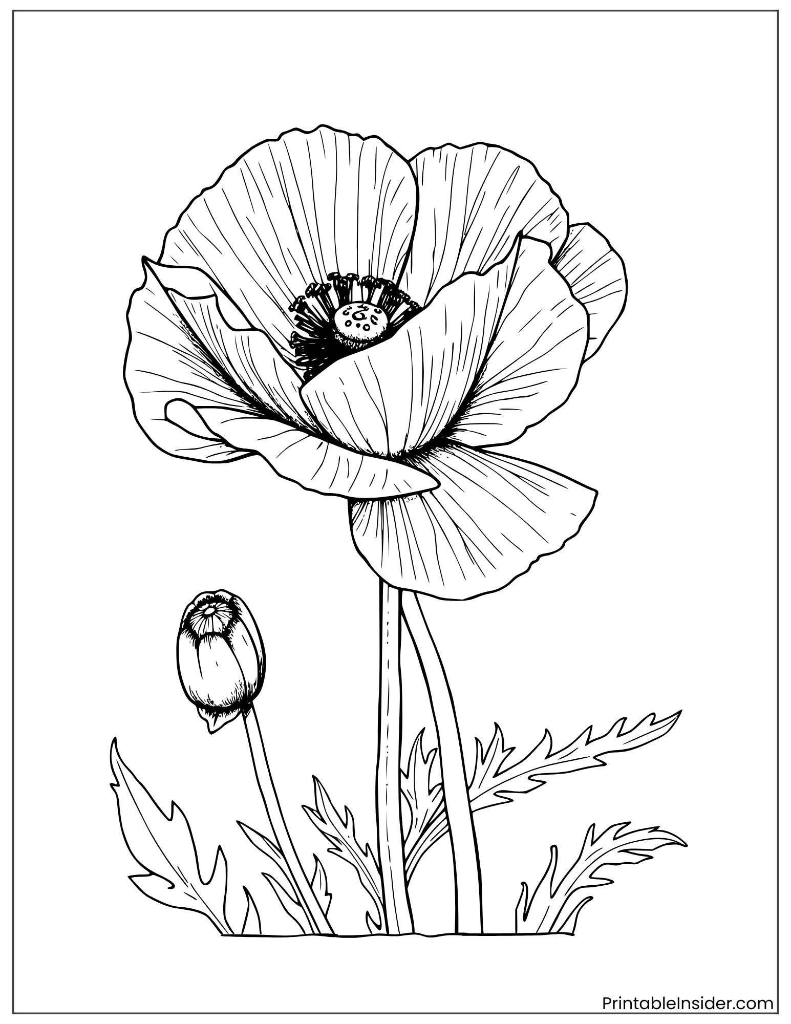 blue poppy drawing for coloring