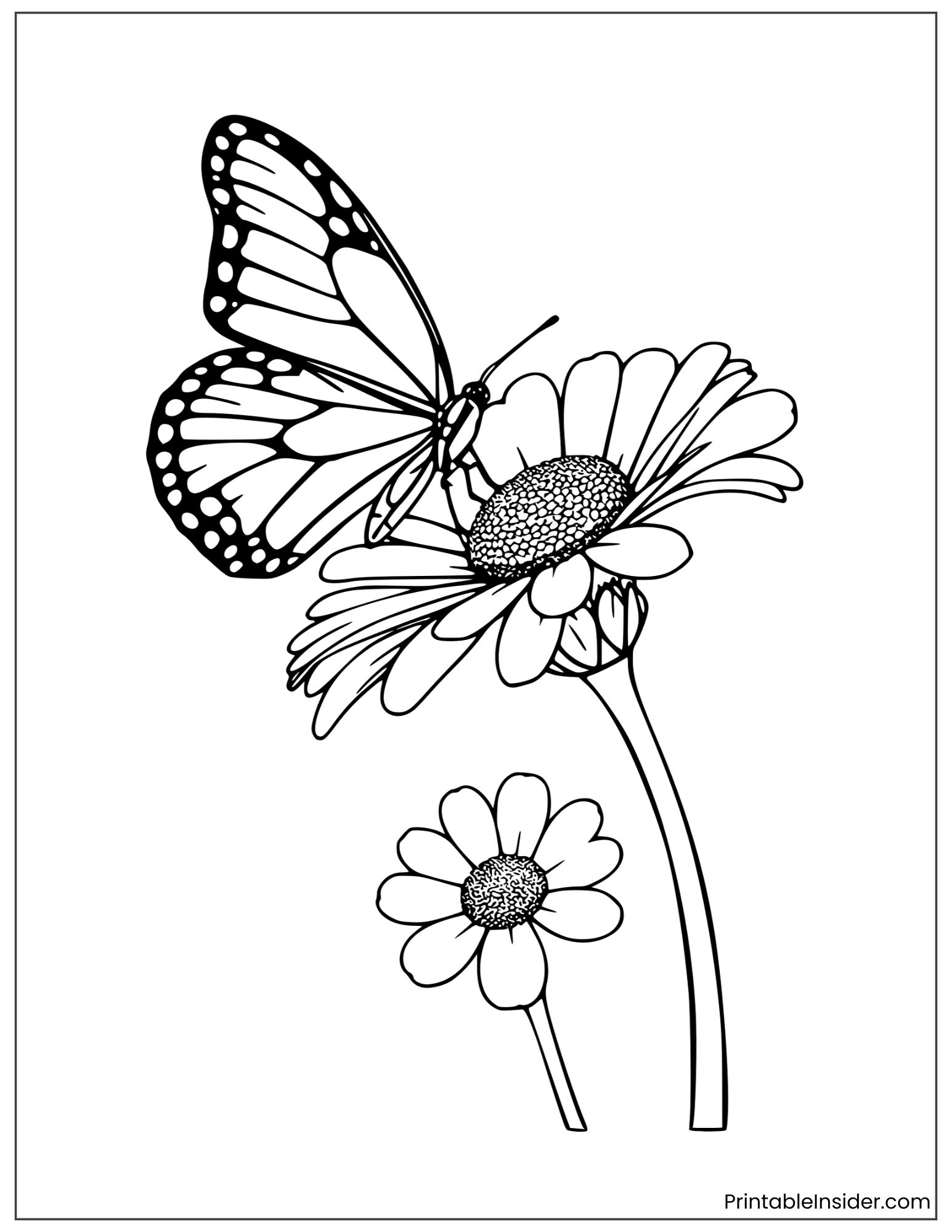 butterfly resting on a daisy