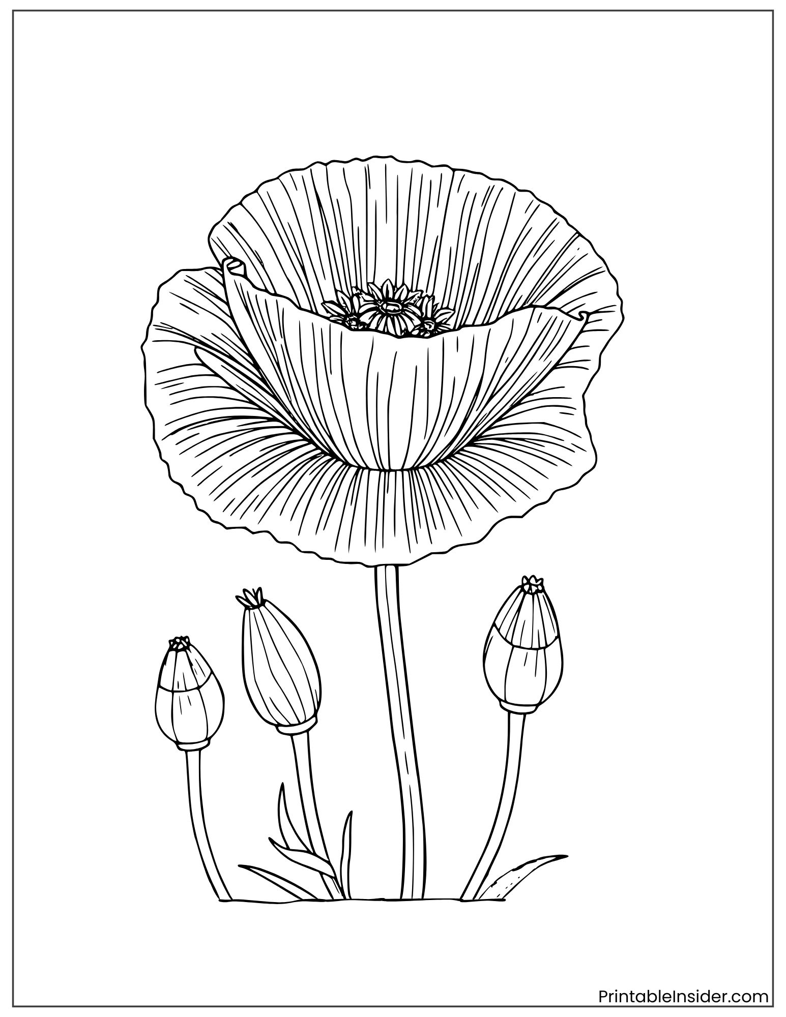 california poppy flower