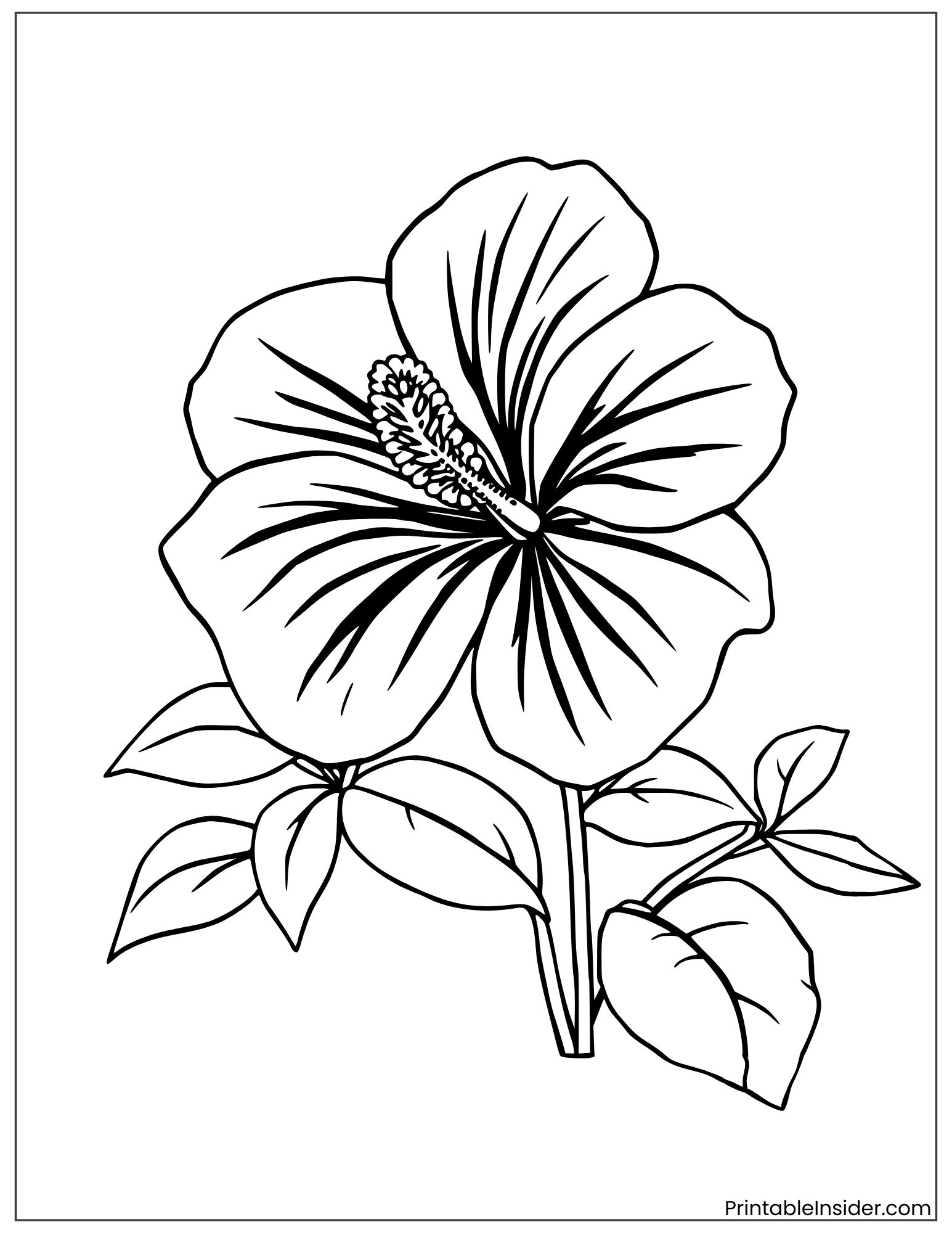 chinese hibiscus