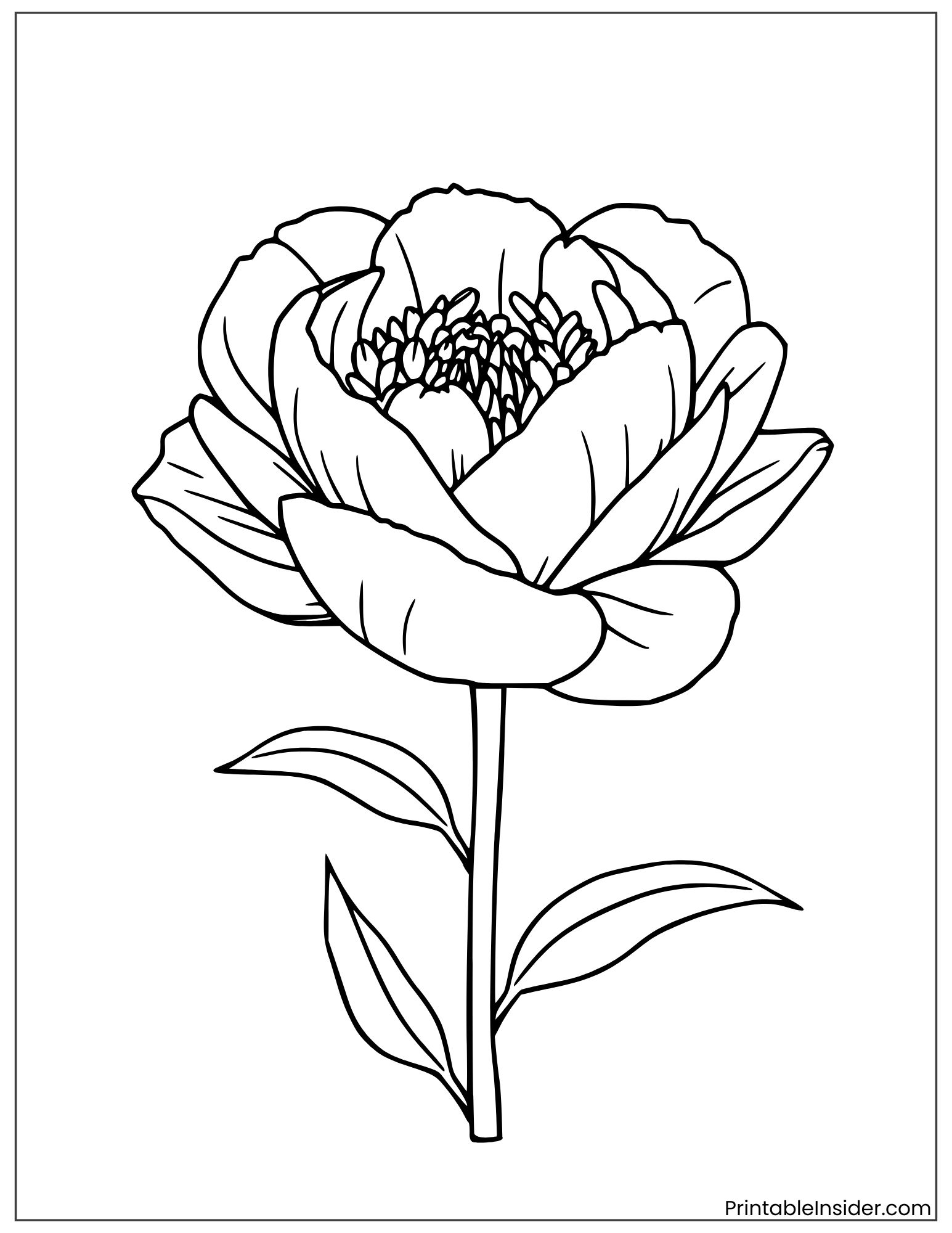 classic peony flower