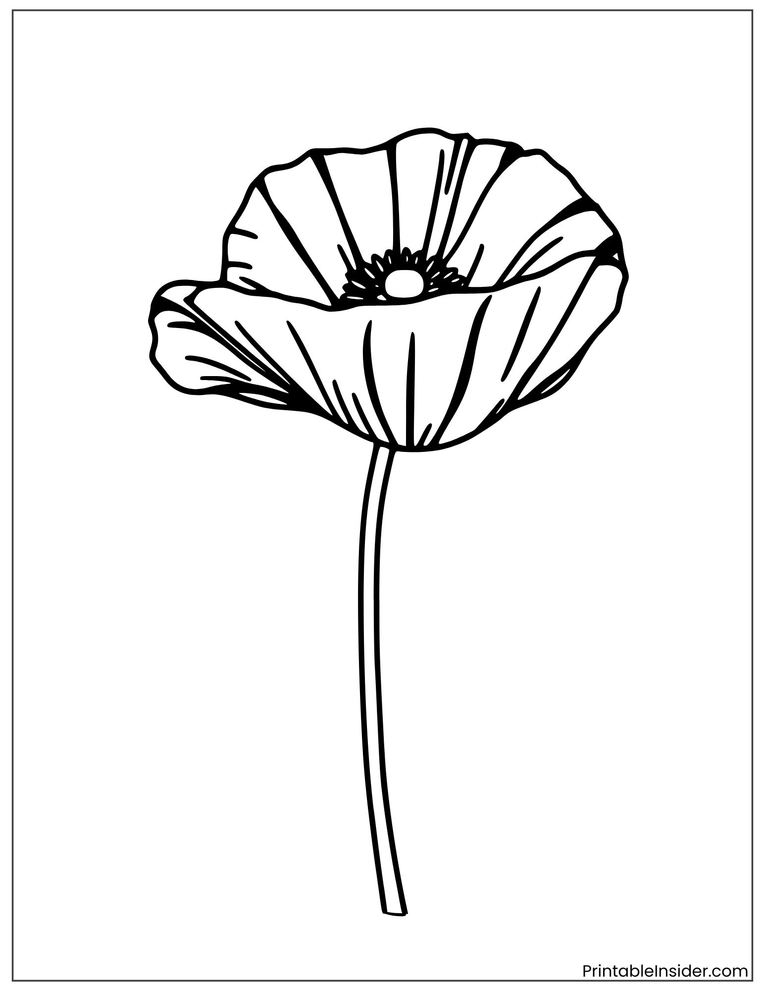 detailed poppy flower