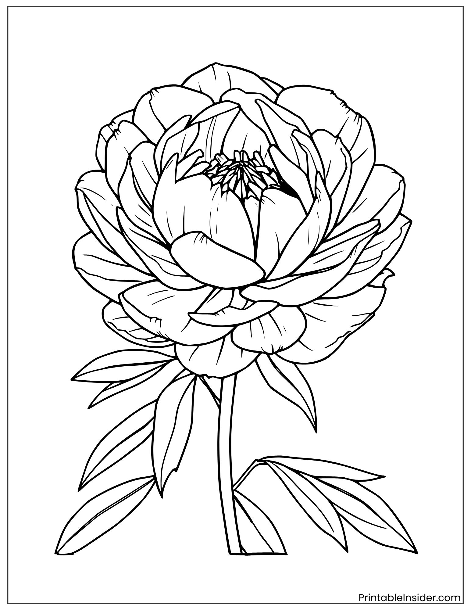 fluffy peony flower drawing