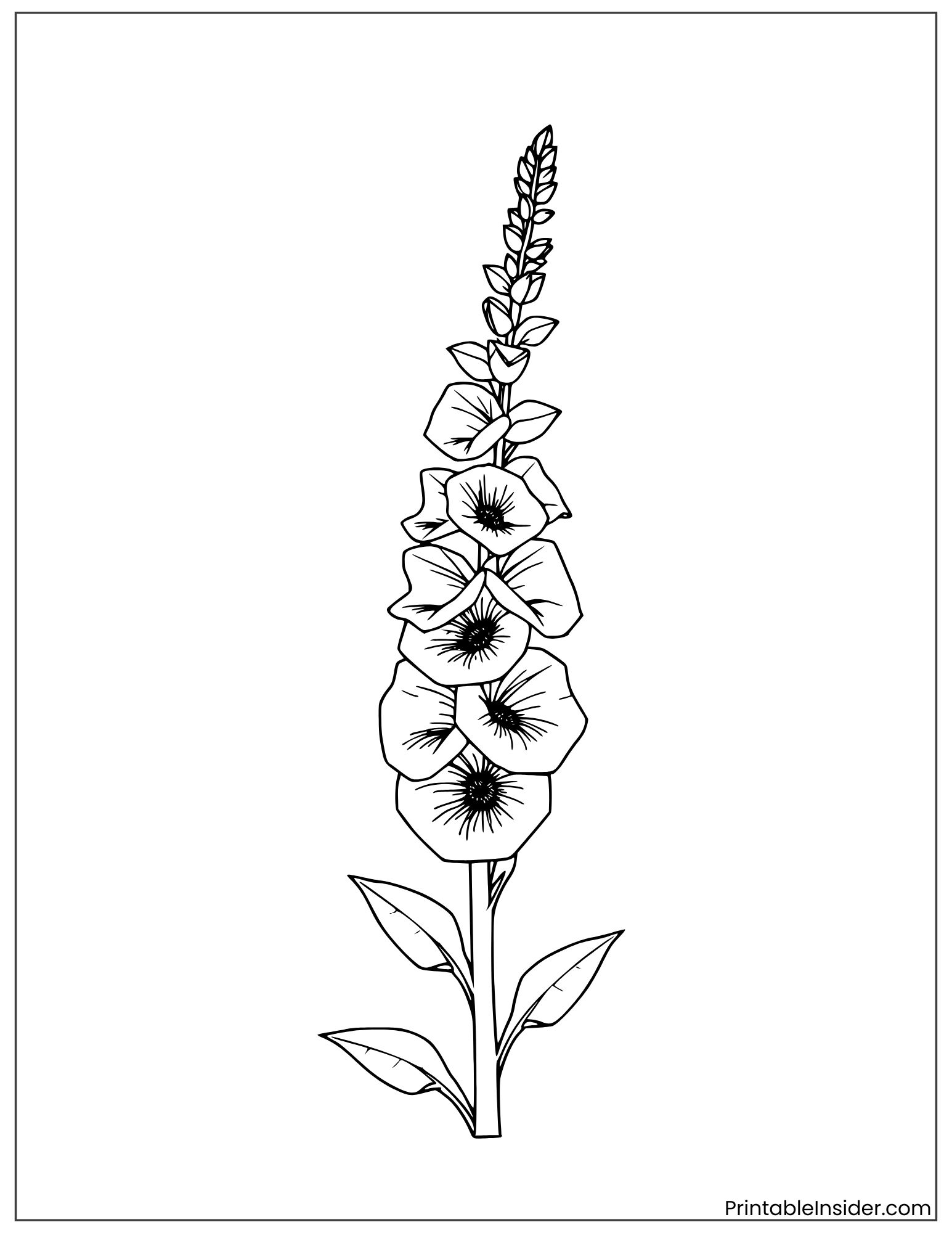 foxglove