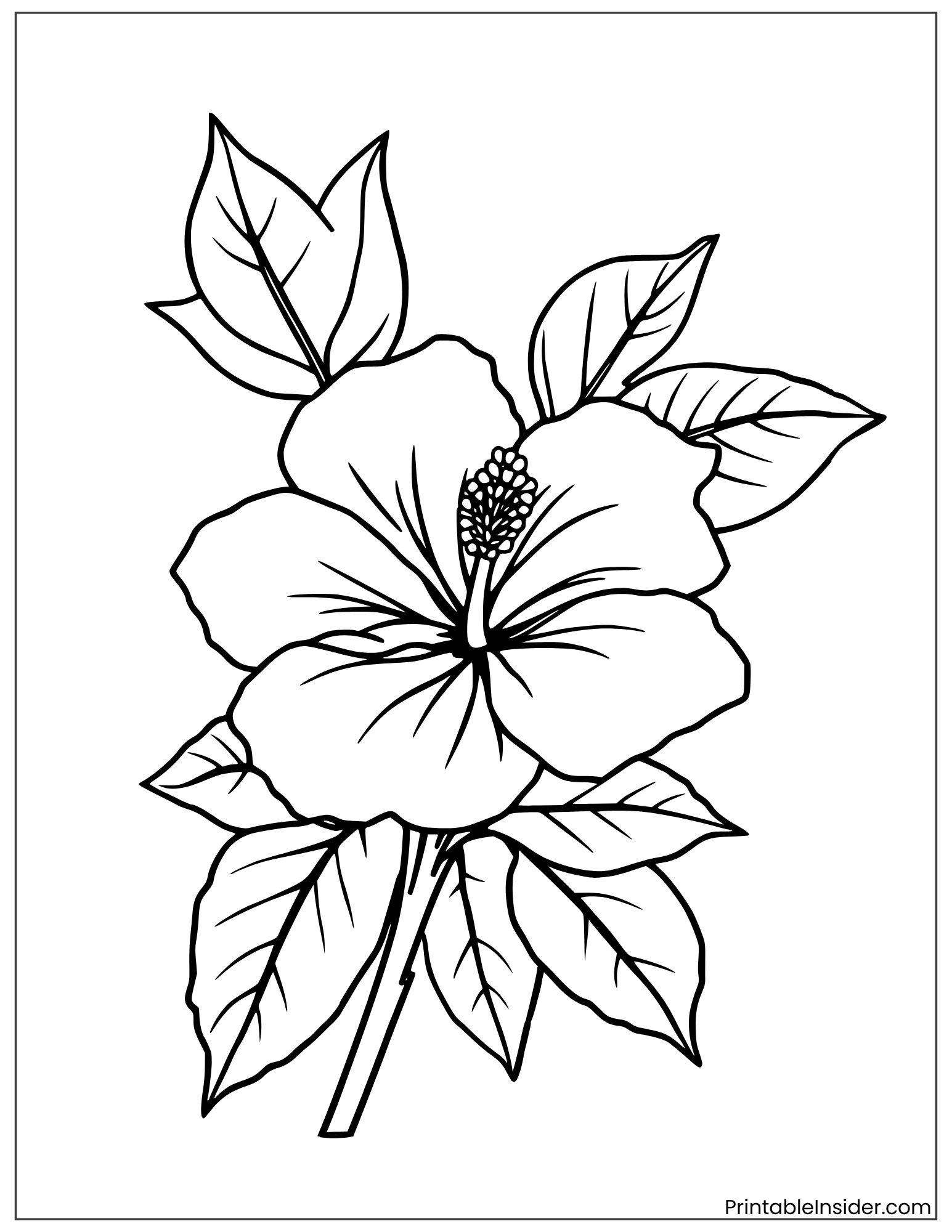 hawaiian hibiscus flower outline