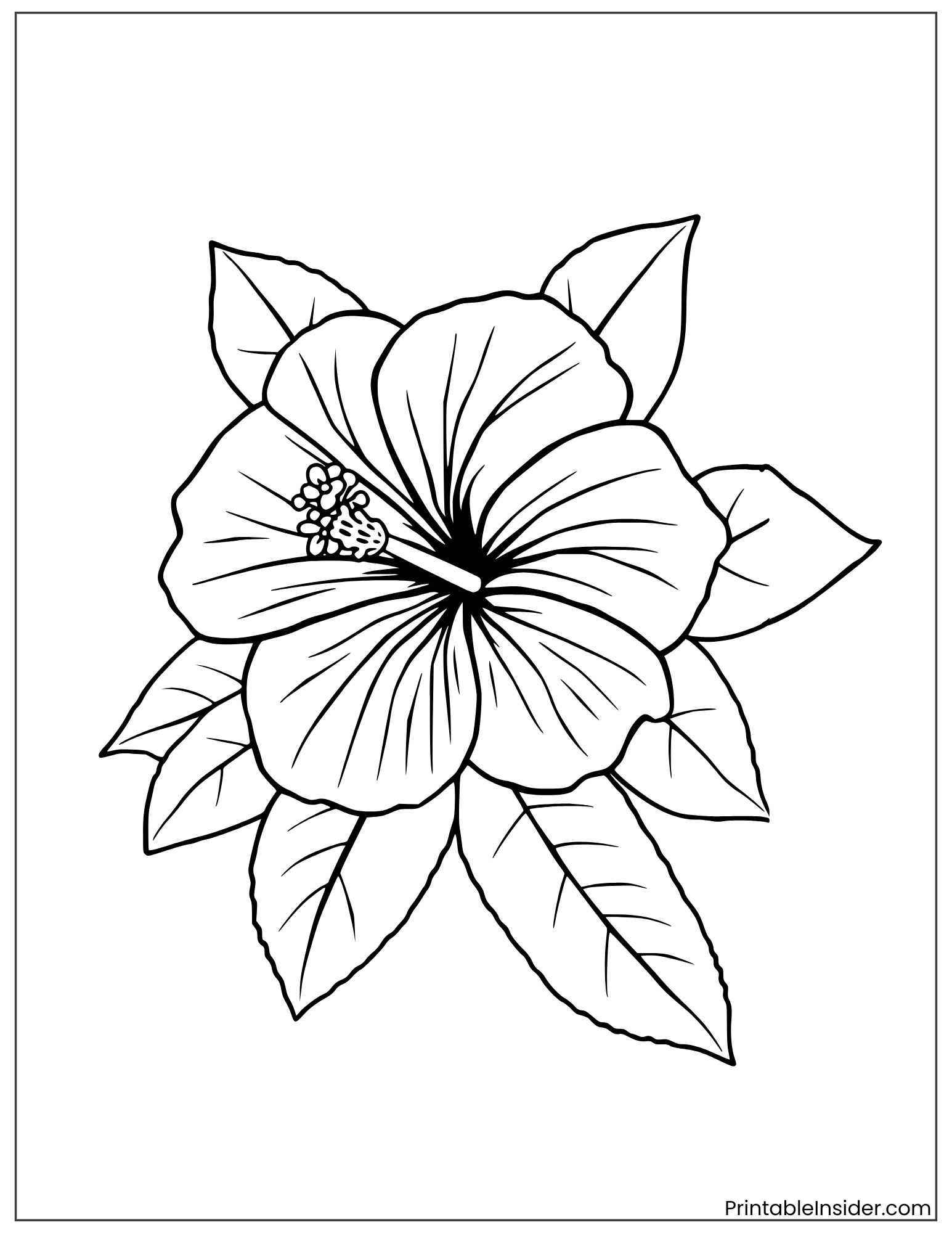 hibiscus flower outline