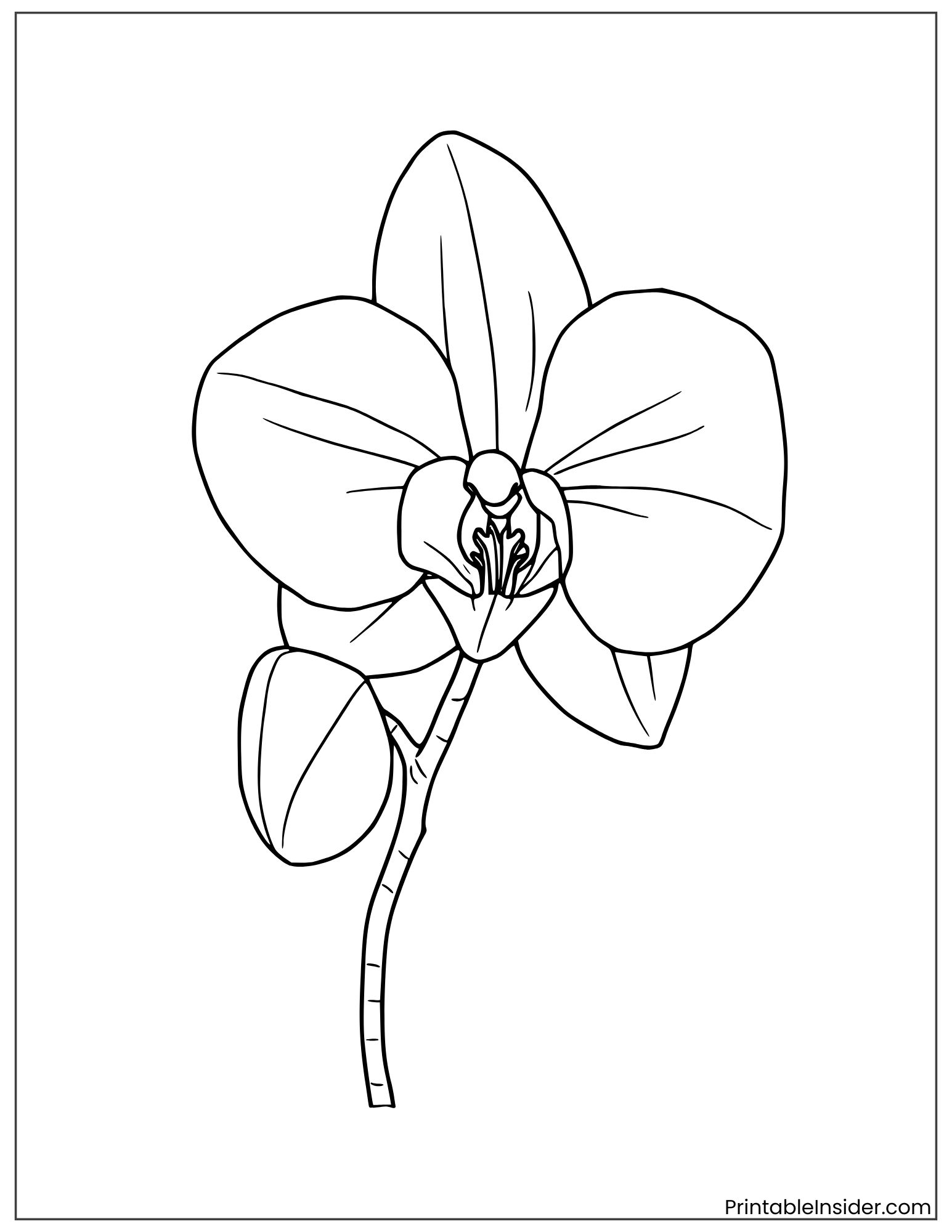 intricate orchid line art