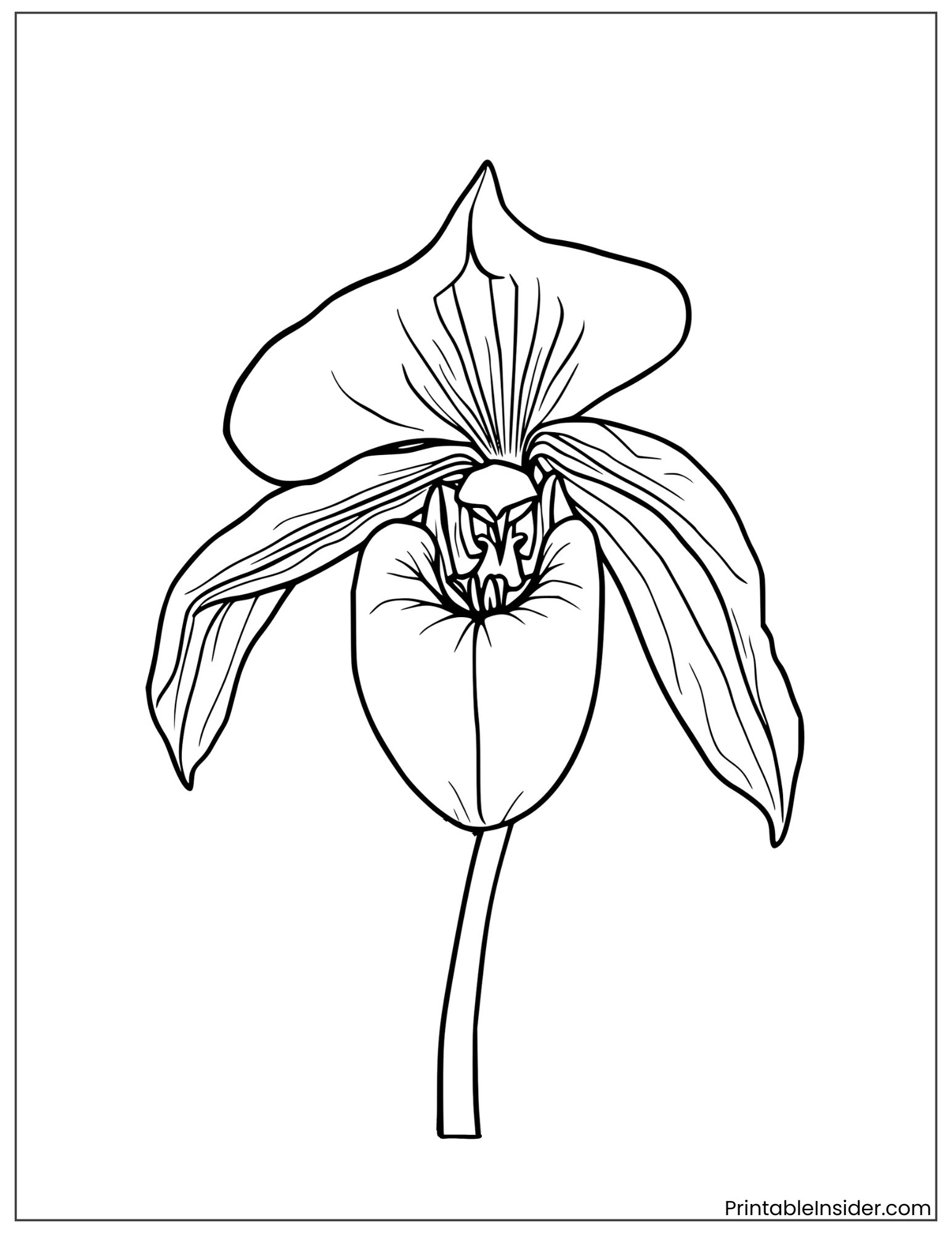 lady slipper orchid with detailed petals