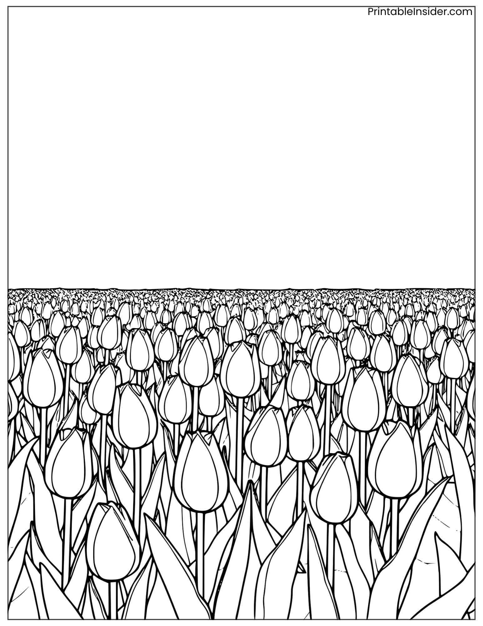 large tulip field