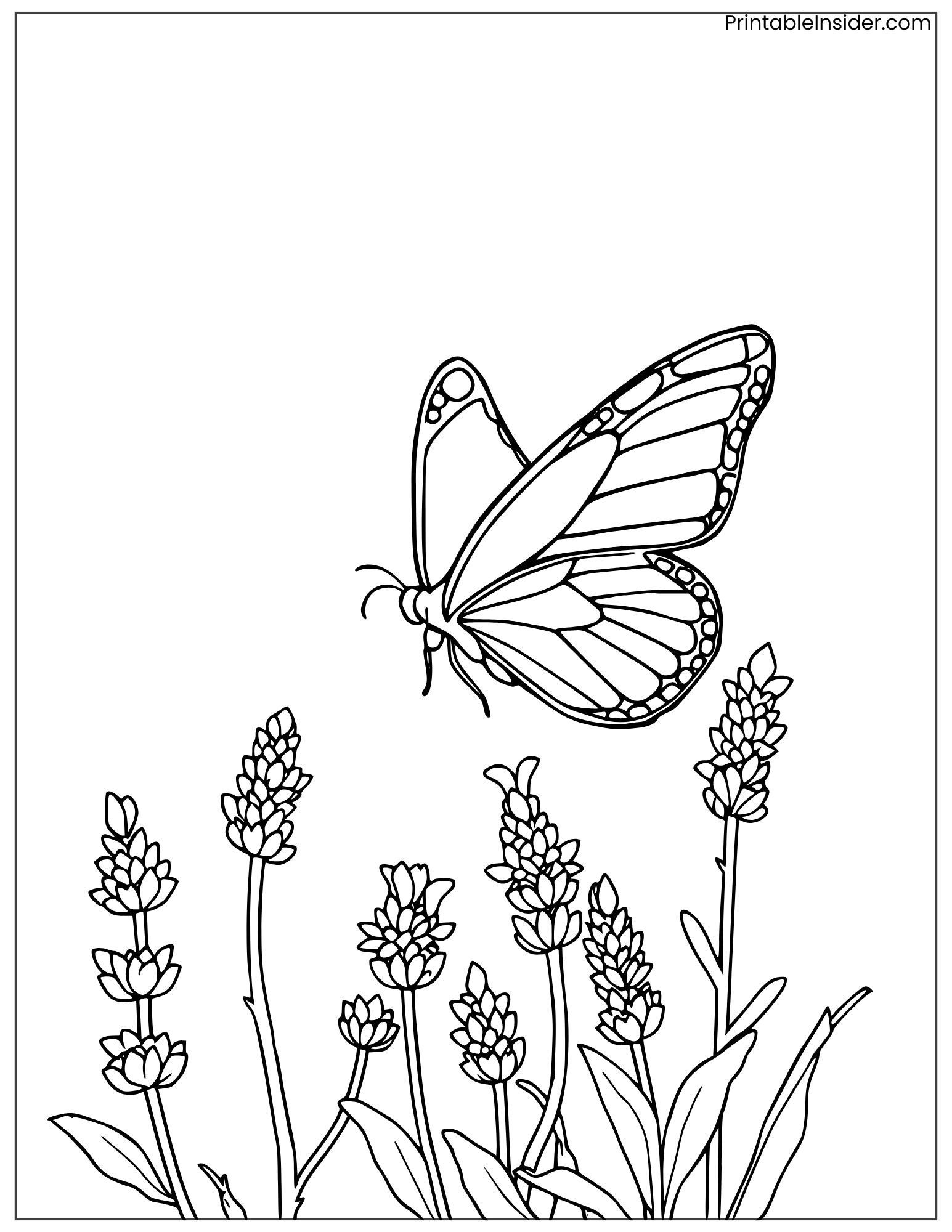 lavender and butterfly