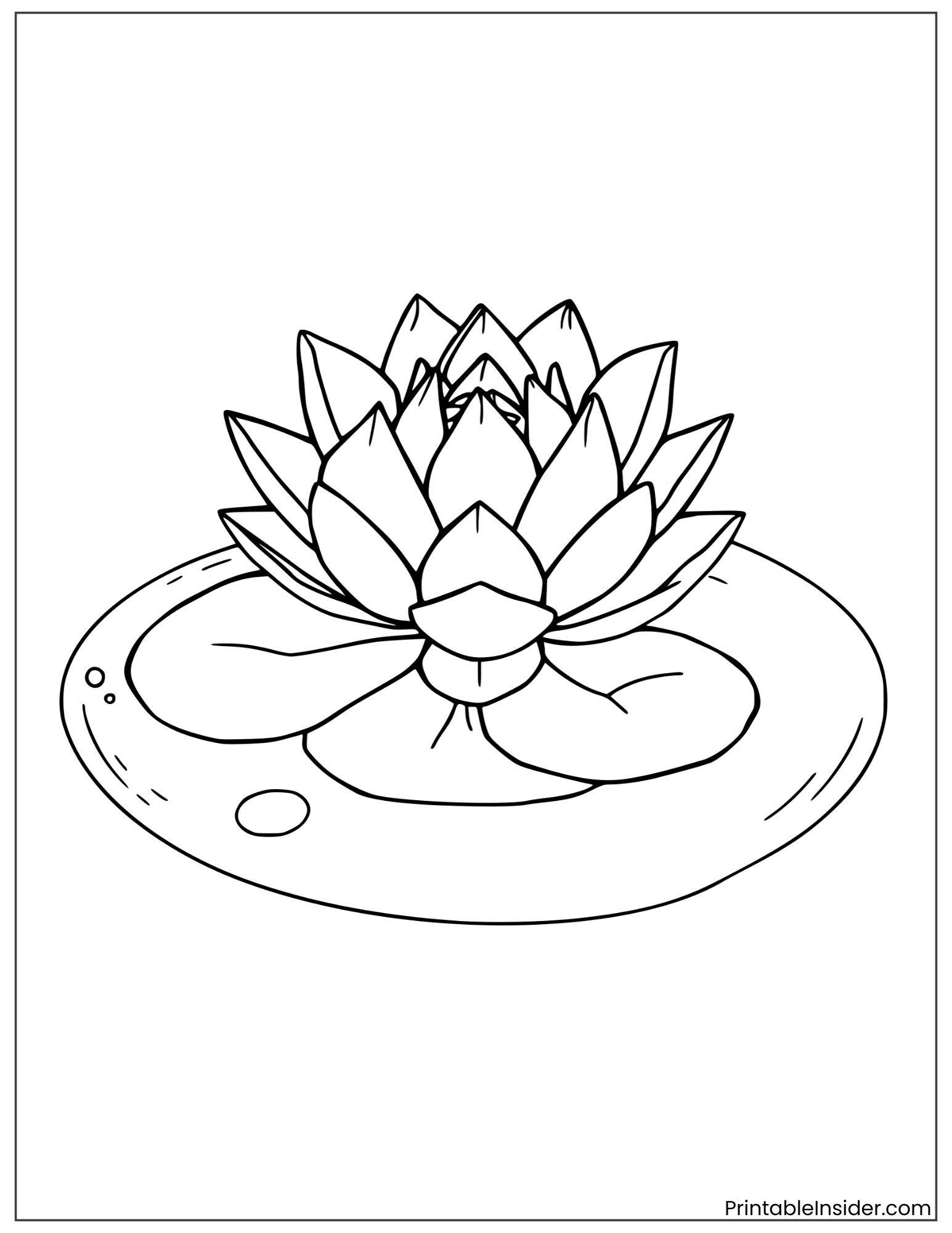 lotus in a small pond