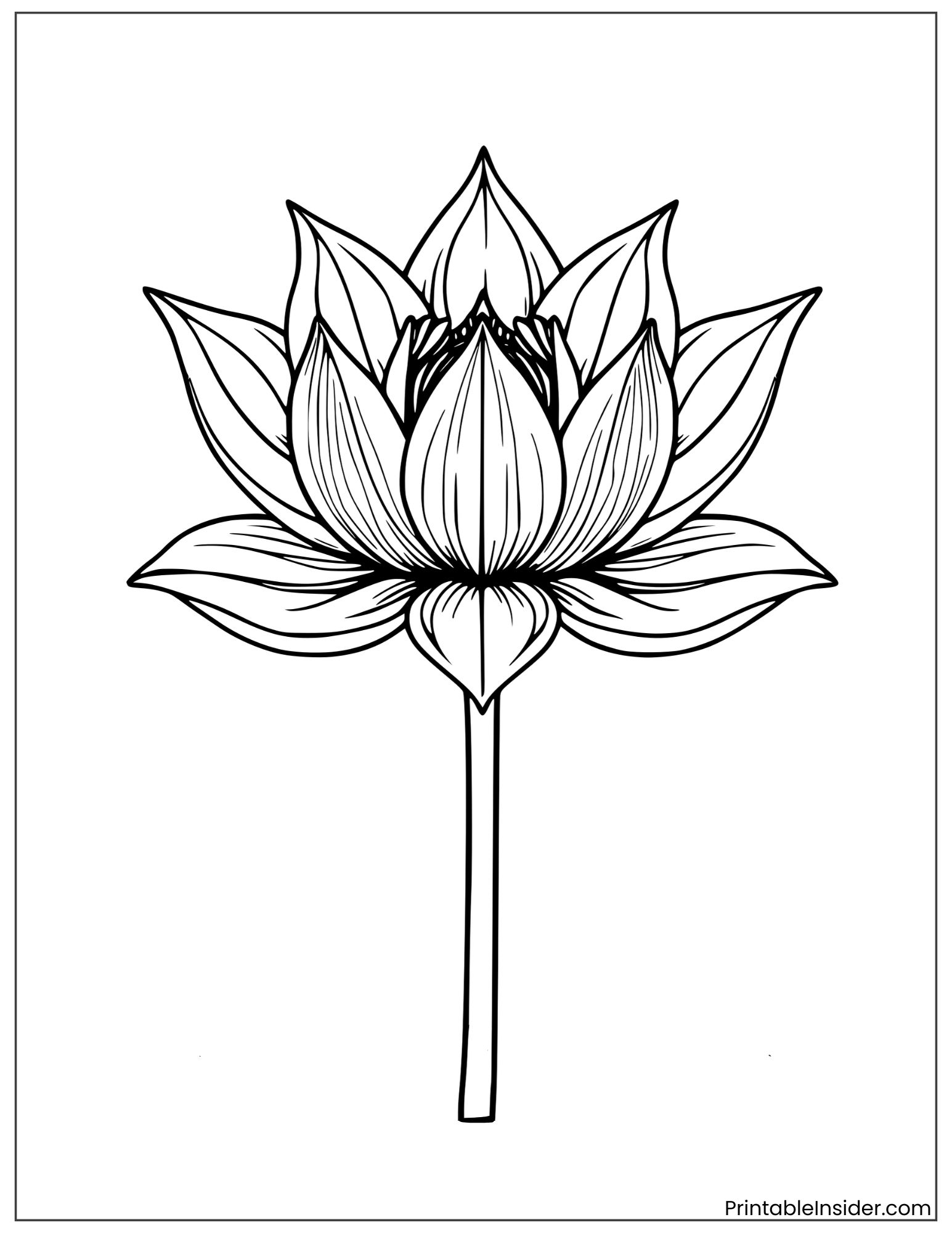 lotus with artistic line shading