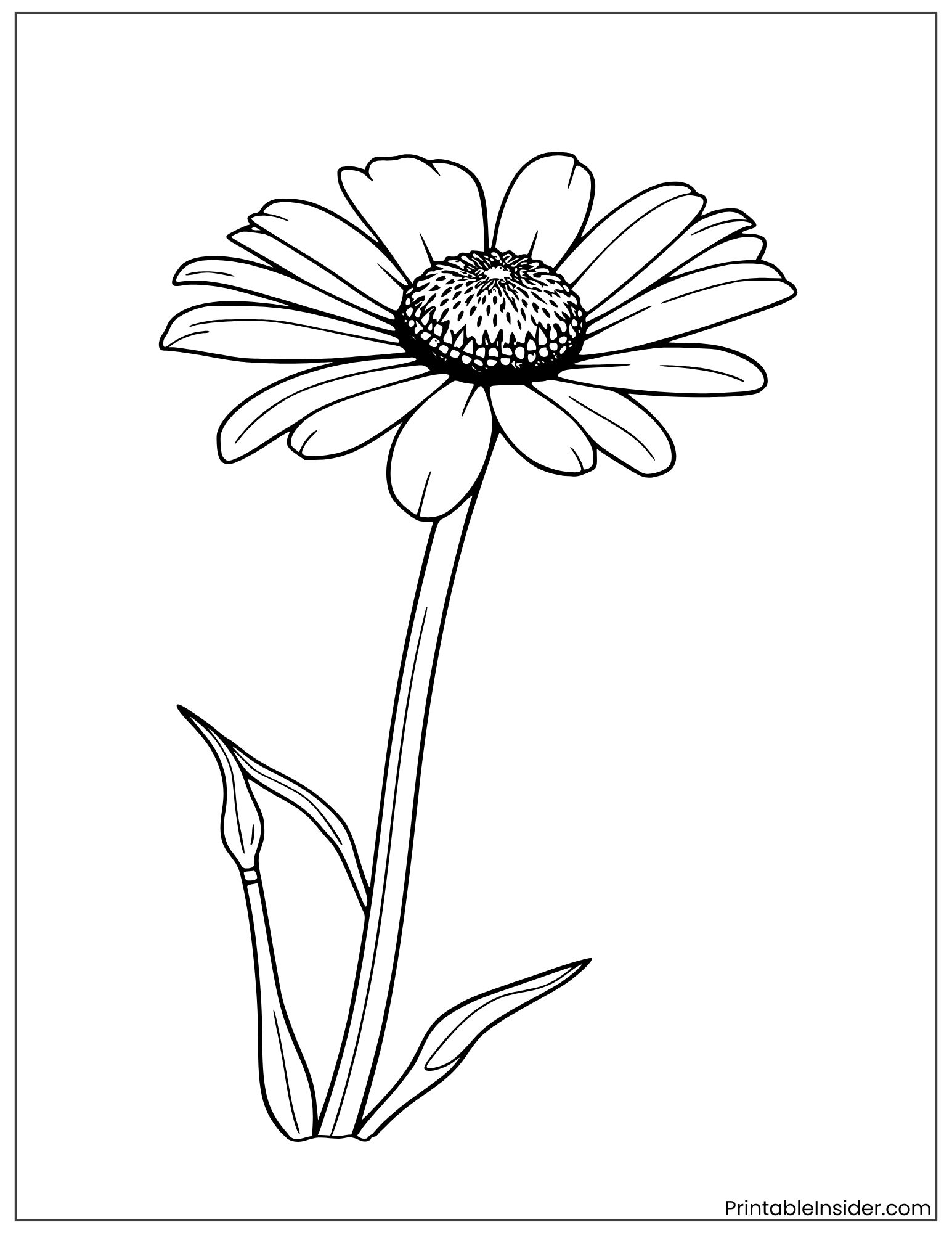 oxeye daisy