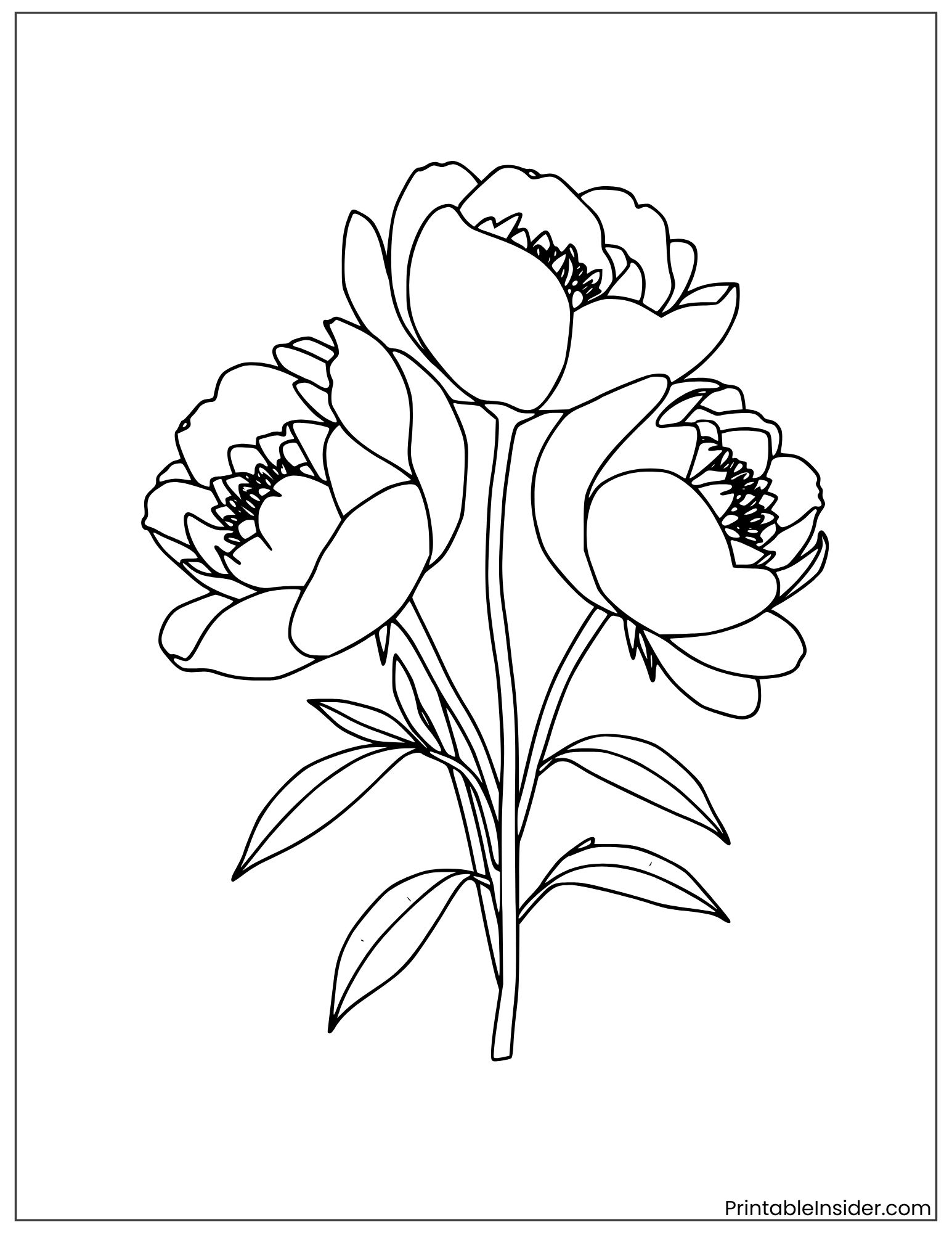 peony bouquet with simple outlines