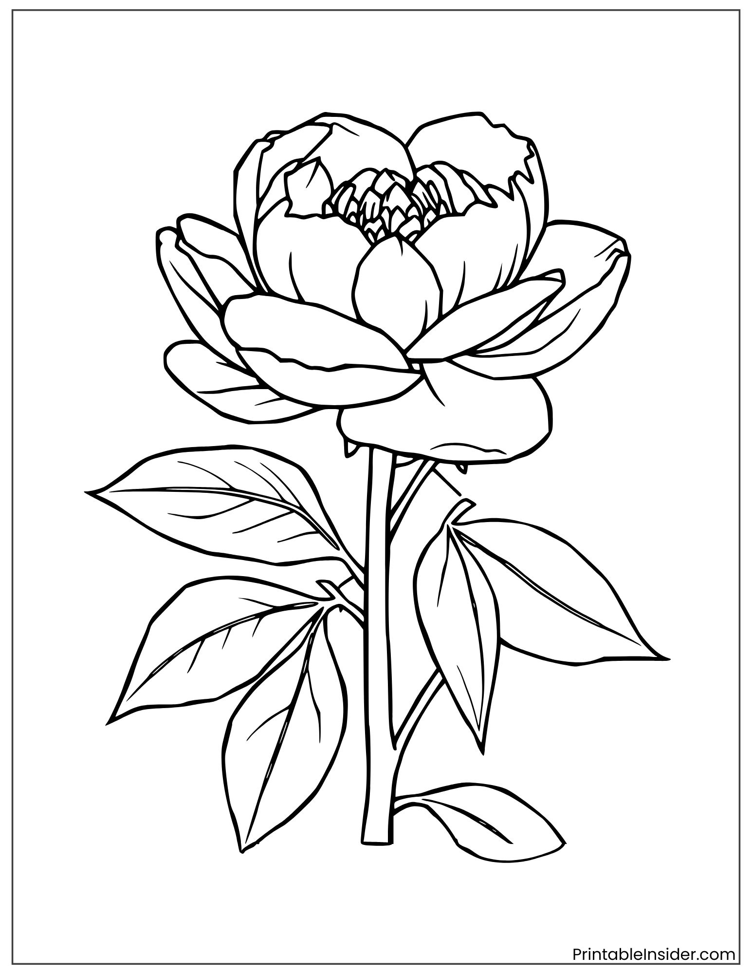 peony flower with leaves