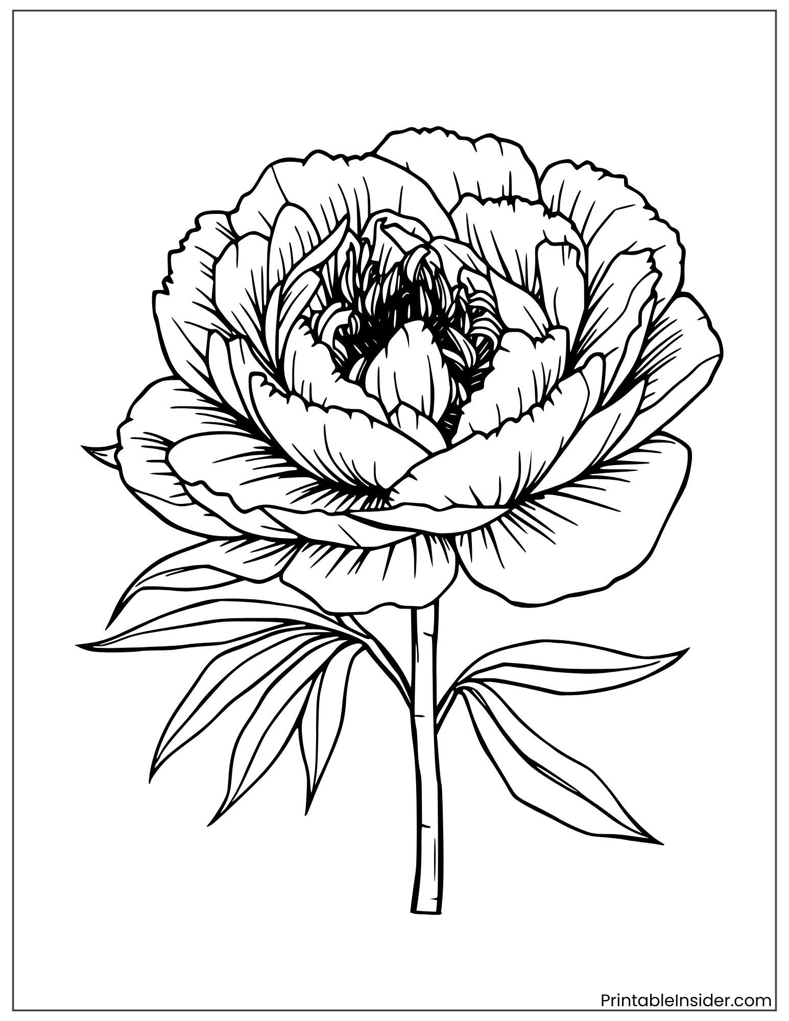 peony sketch with artistic linework