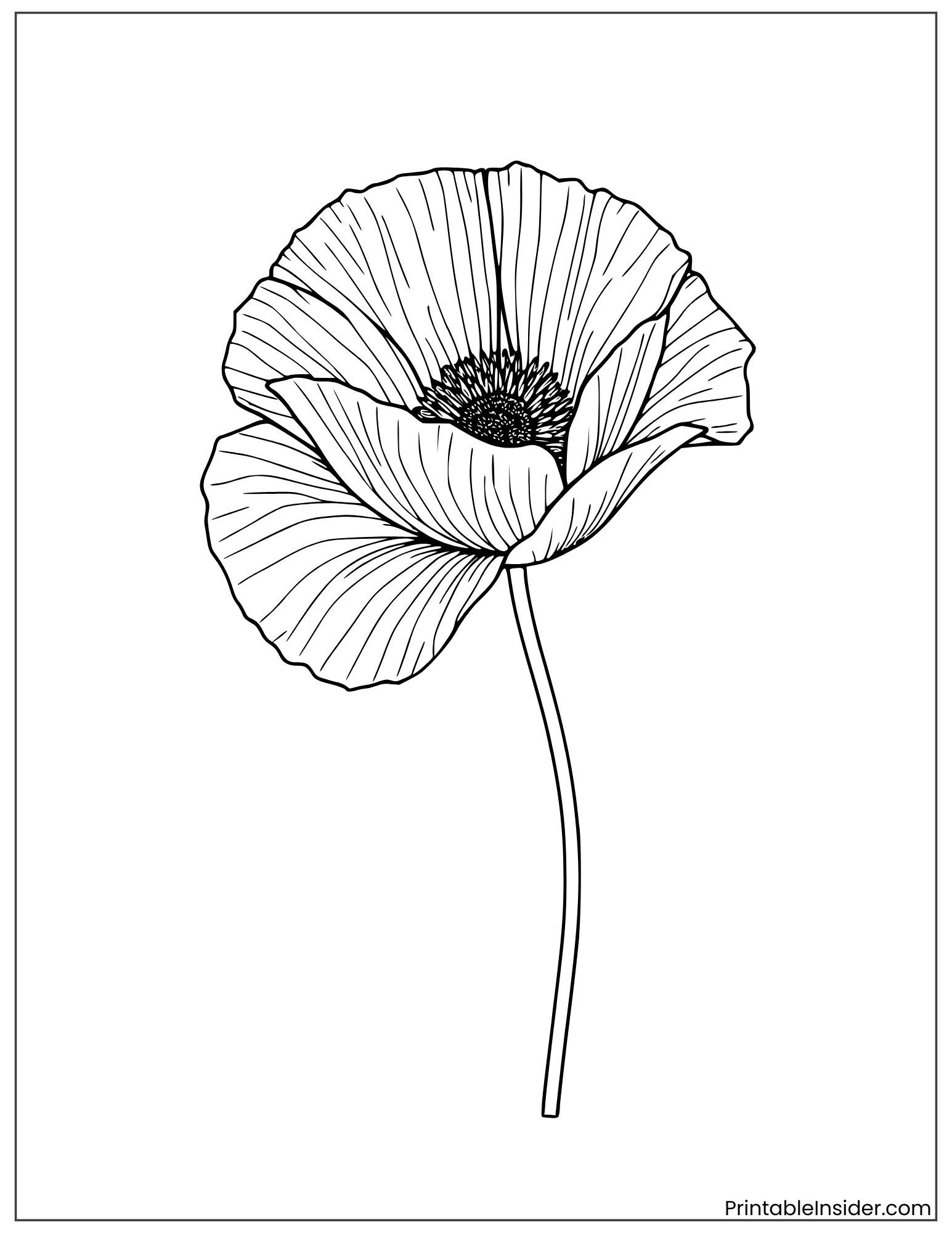 poppy flower for adults