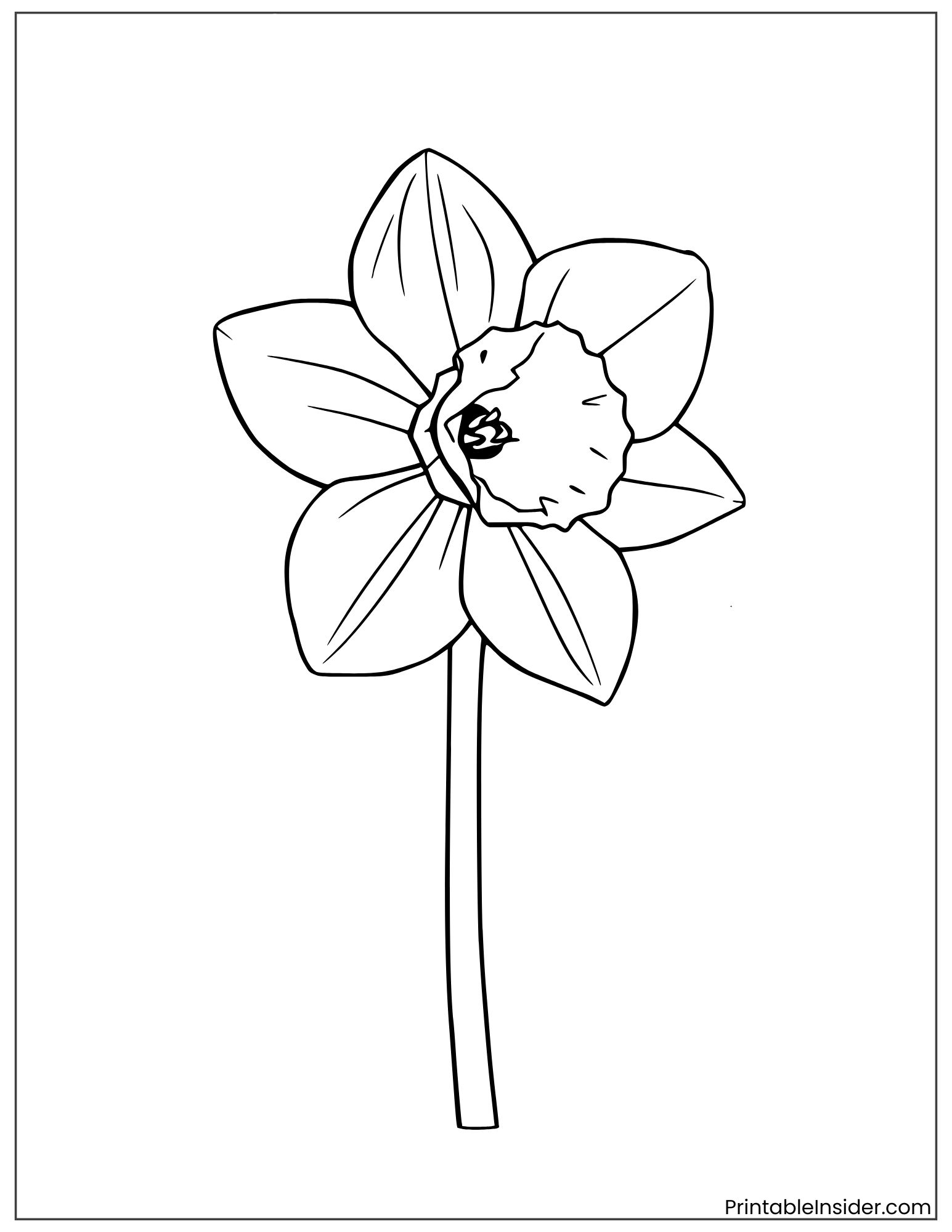 preschool daffodil drawing