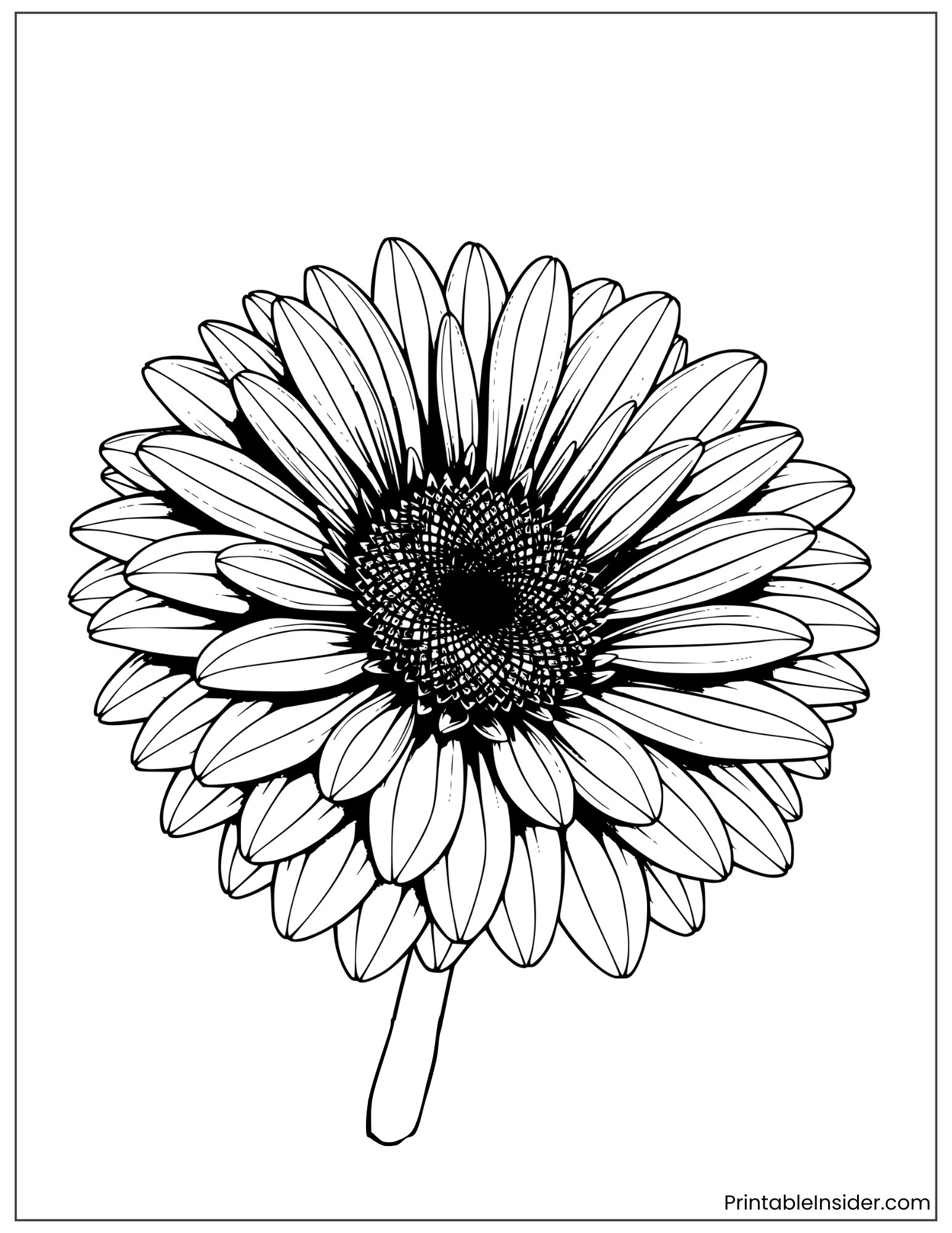 realistic gerbera daisy drawing