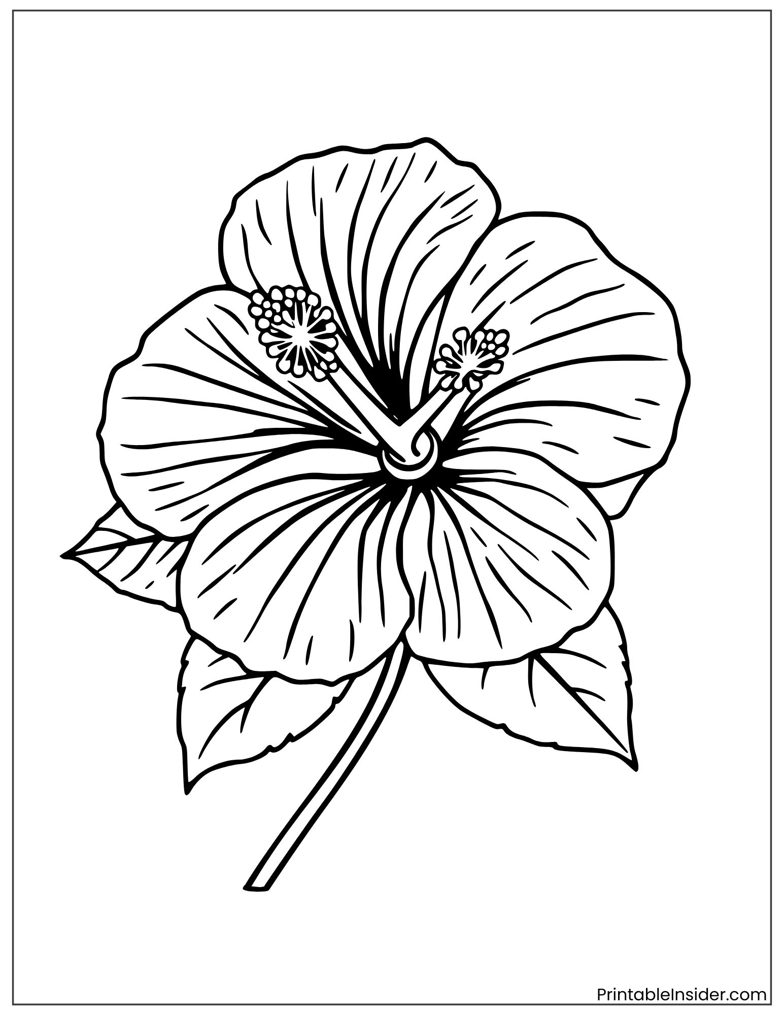 realistic hibiscus flower illustration