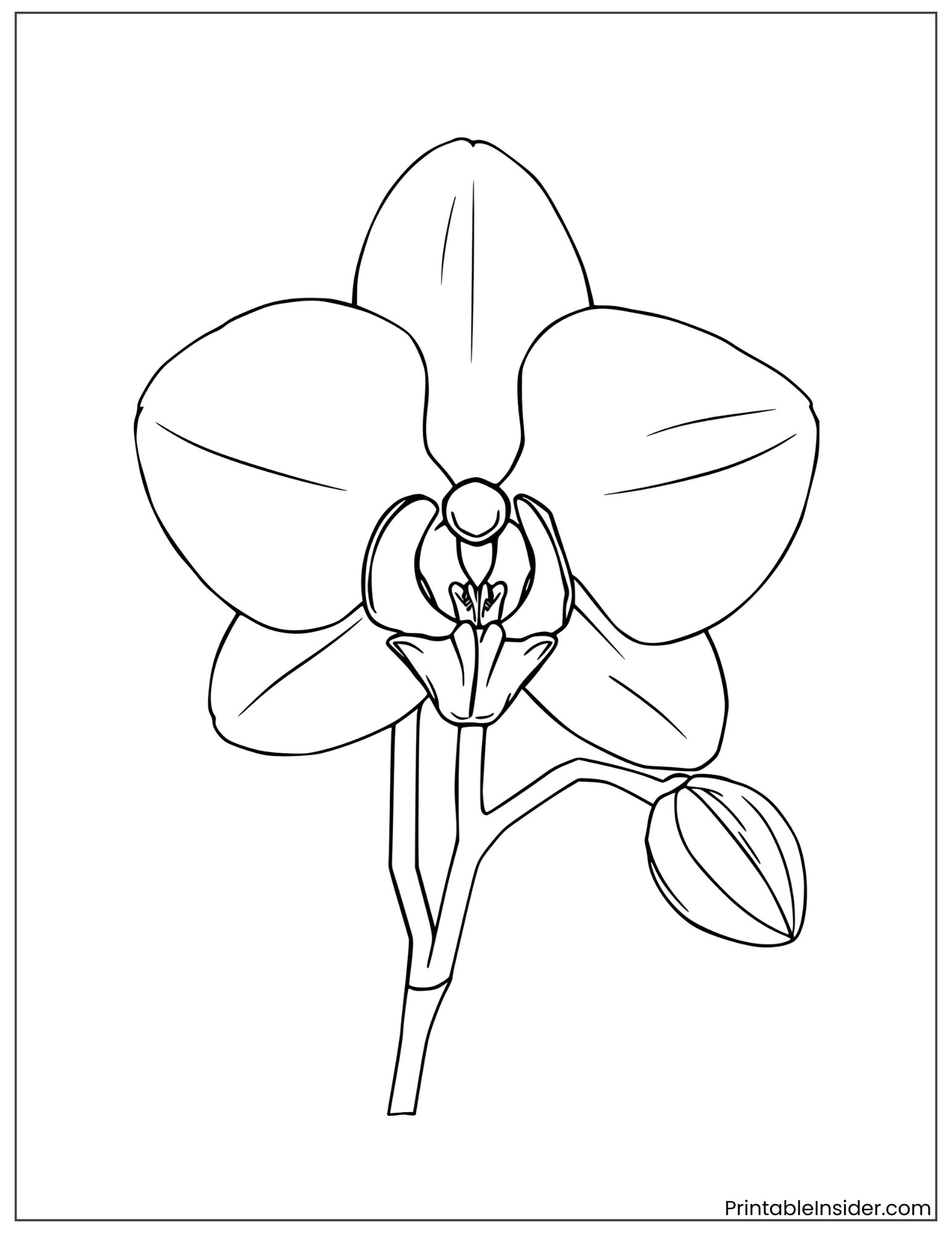 realistic orchid flower drawing