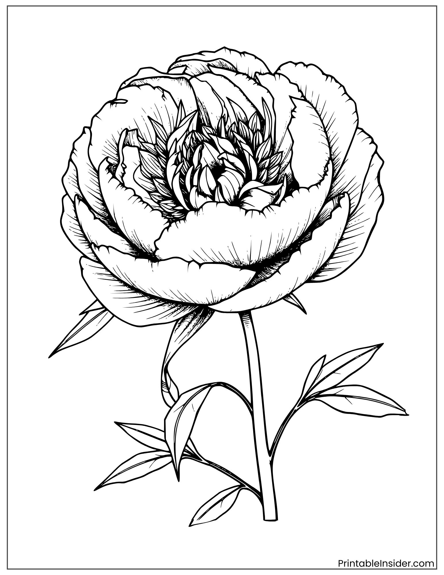 realistic peony botanical drawing