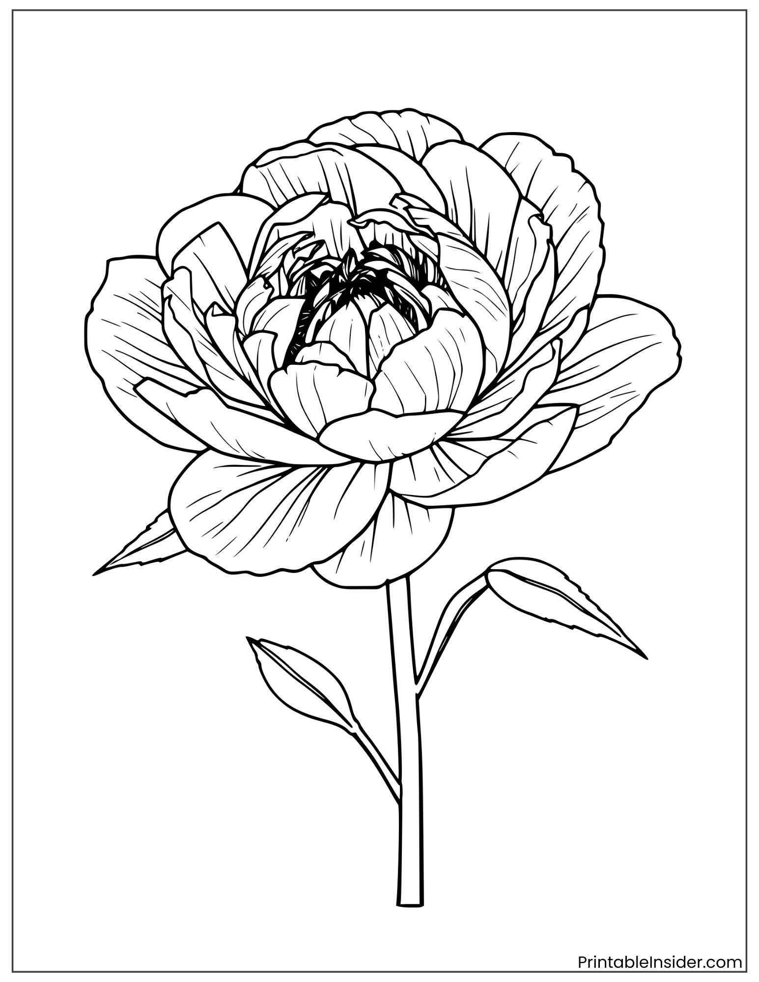 realistic peony flower illustration