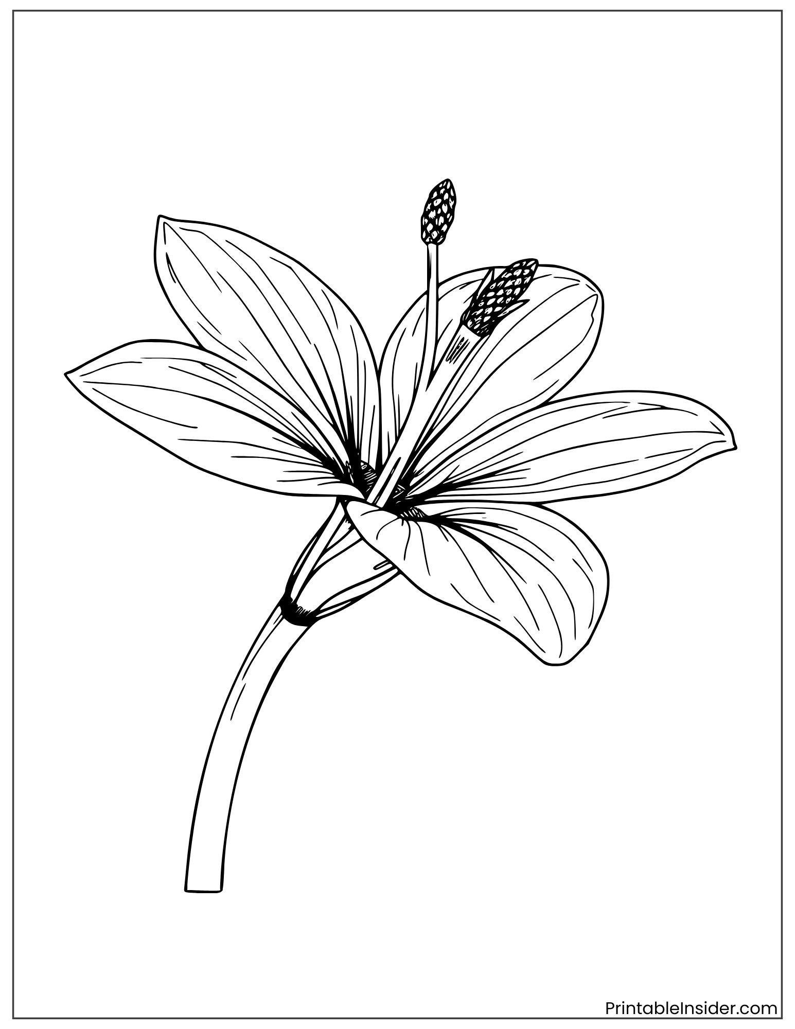 realistic tropical flower illustration