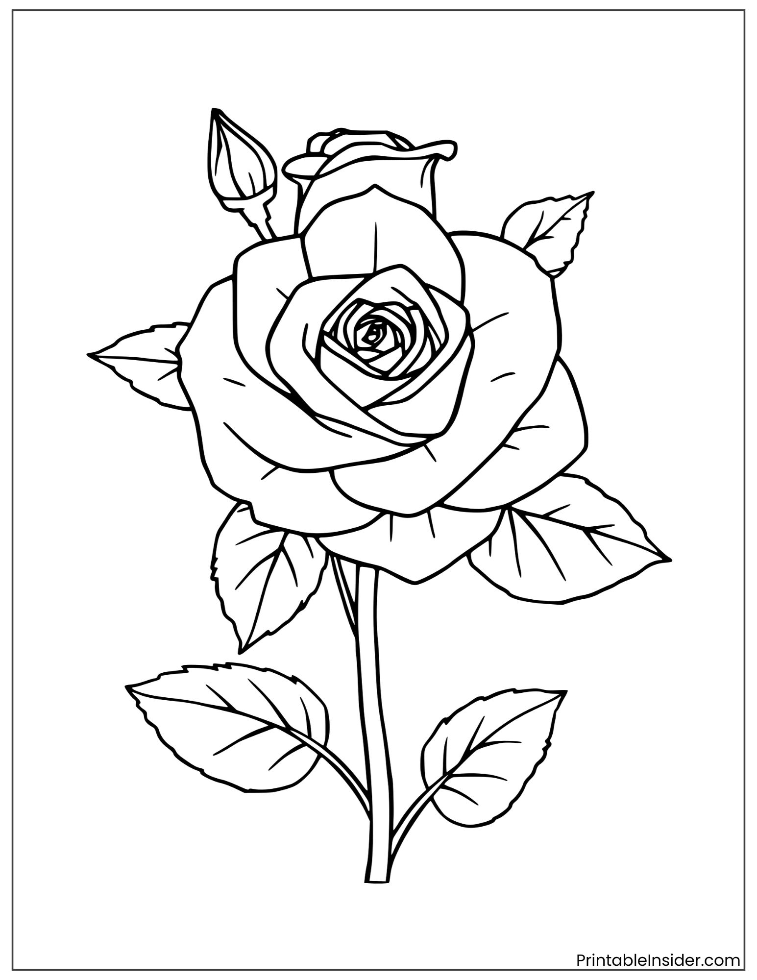 rose flower