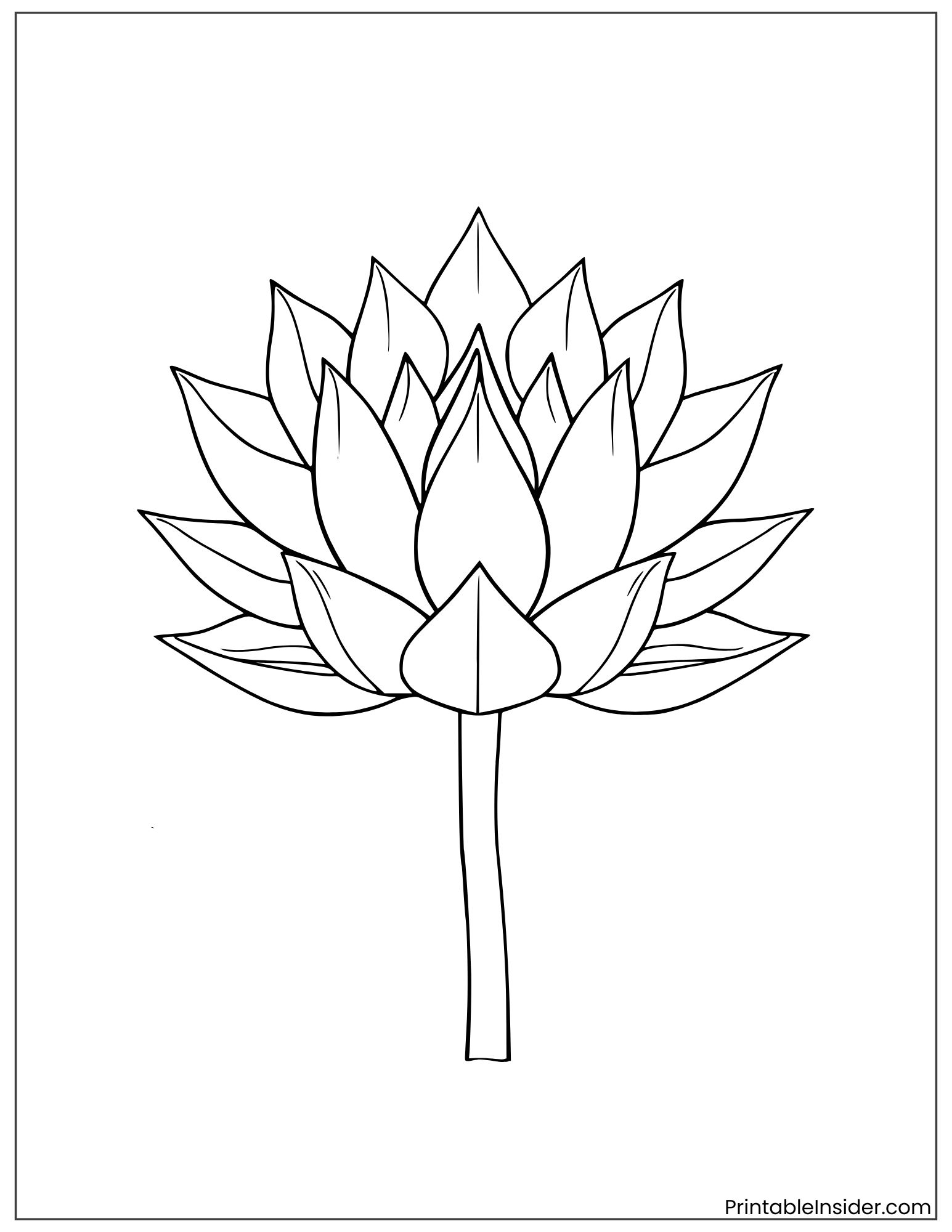 sacred lotus