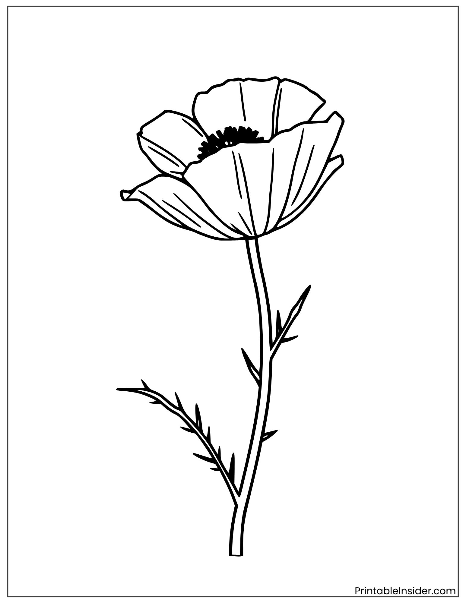 simple corn poppy flower