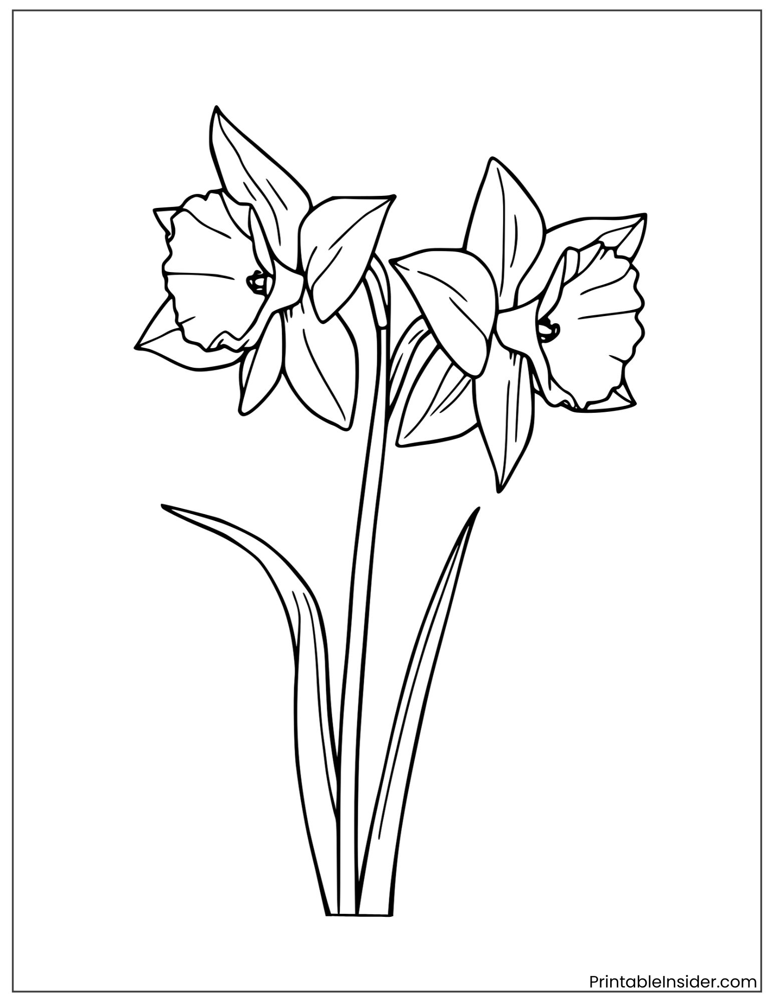 simple daffodils