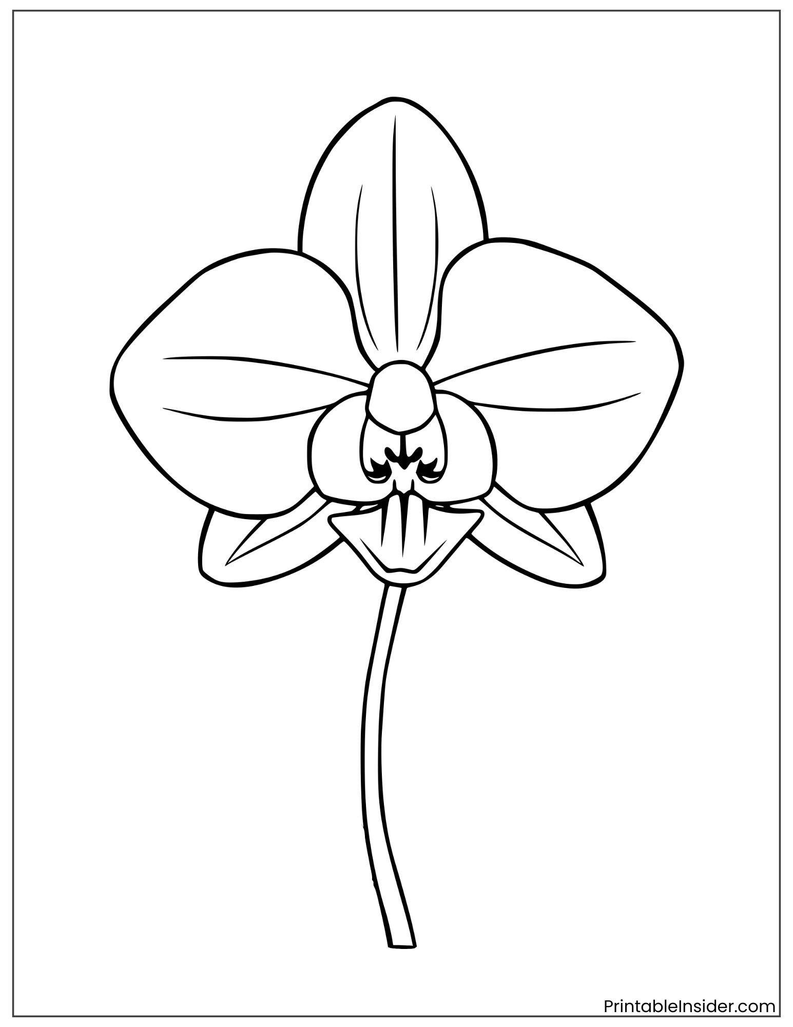 simple orchid flower