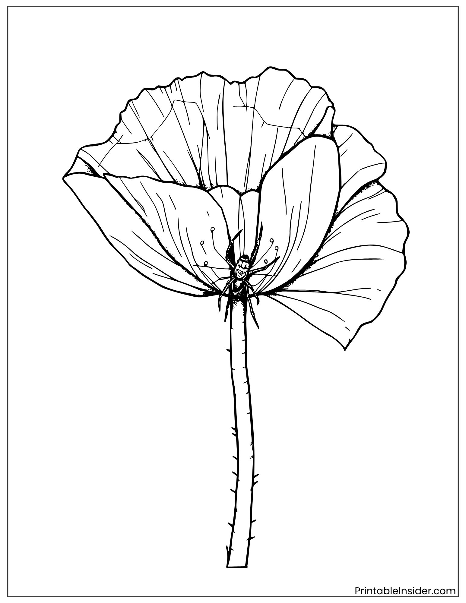 spider and poppy flower design