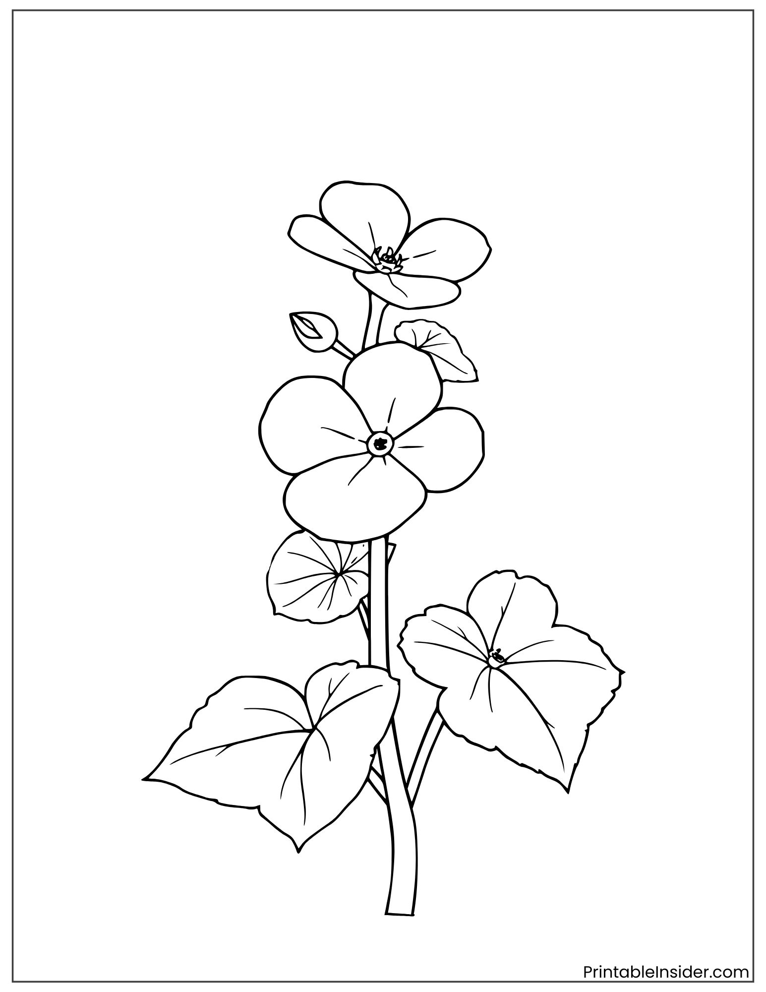 virginia pennywort