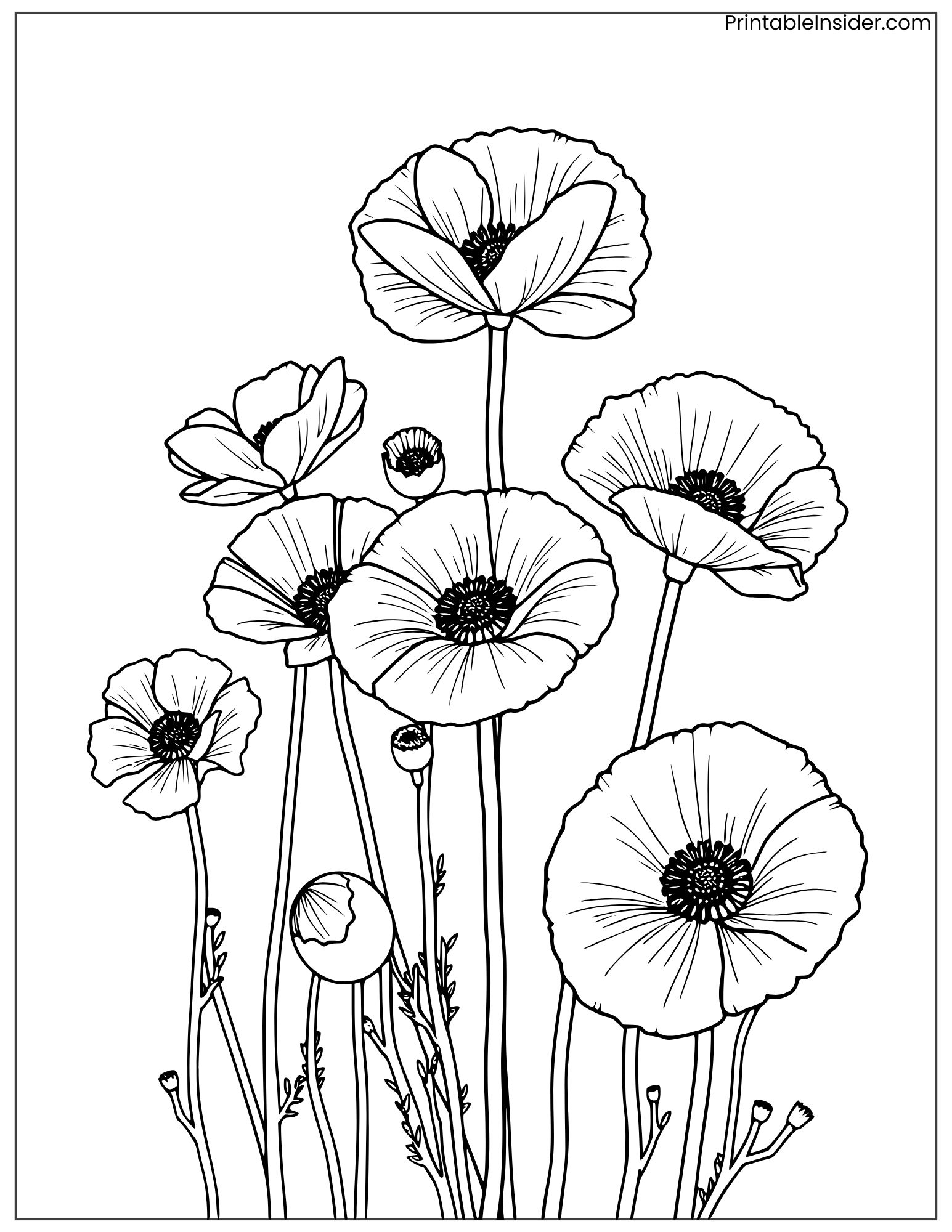 world tour poppy flowers